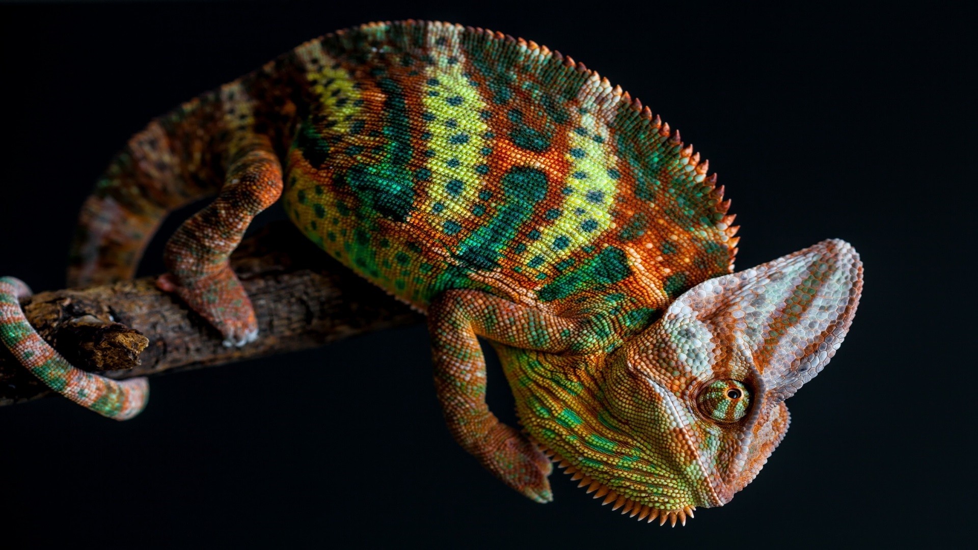 Nature Animals Chameleons Colorful Skin Branch Tail Simple Background 1920x1080