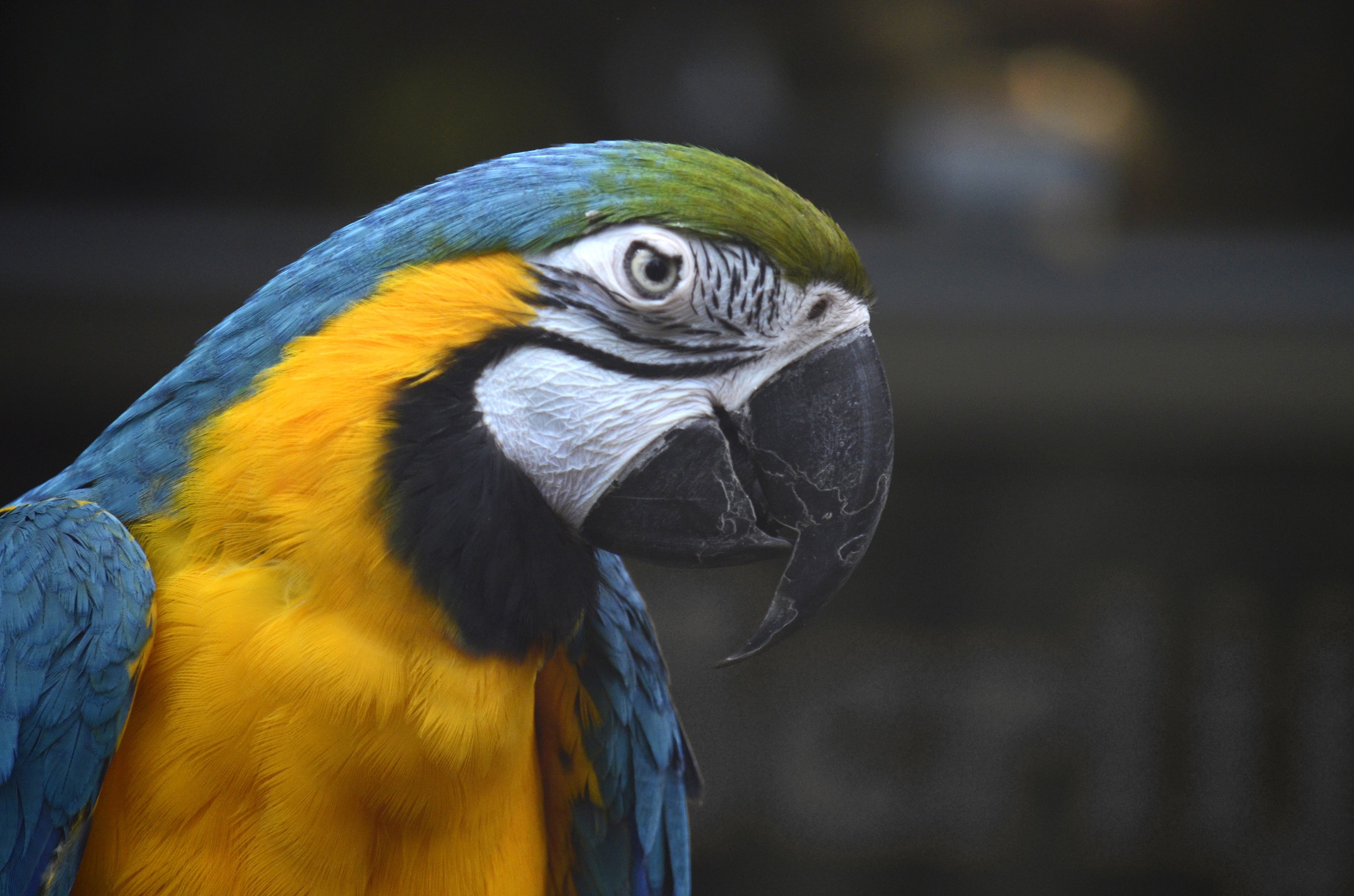 Parrot Birds Animals Macaws 4096x2712