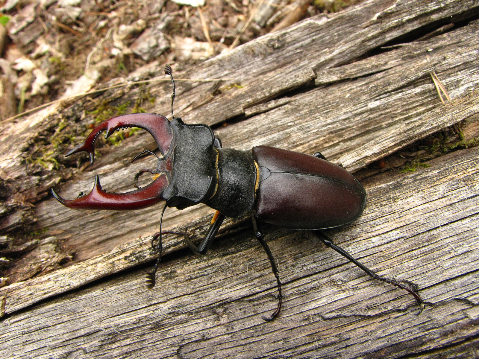 Animal Stag Beetle 1600x1200