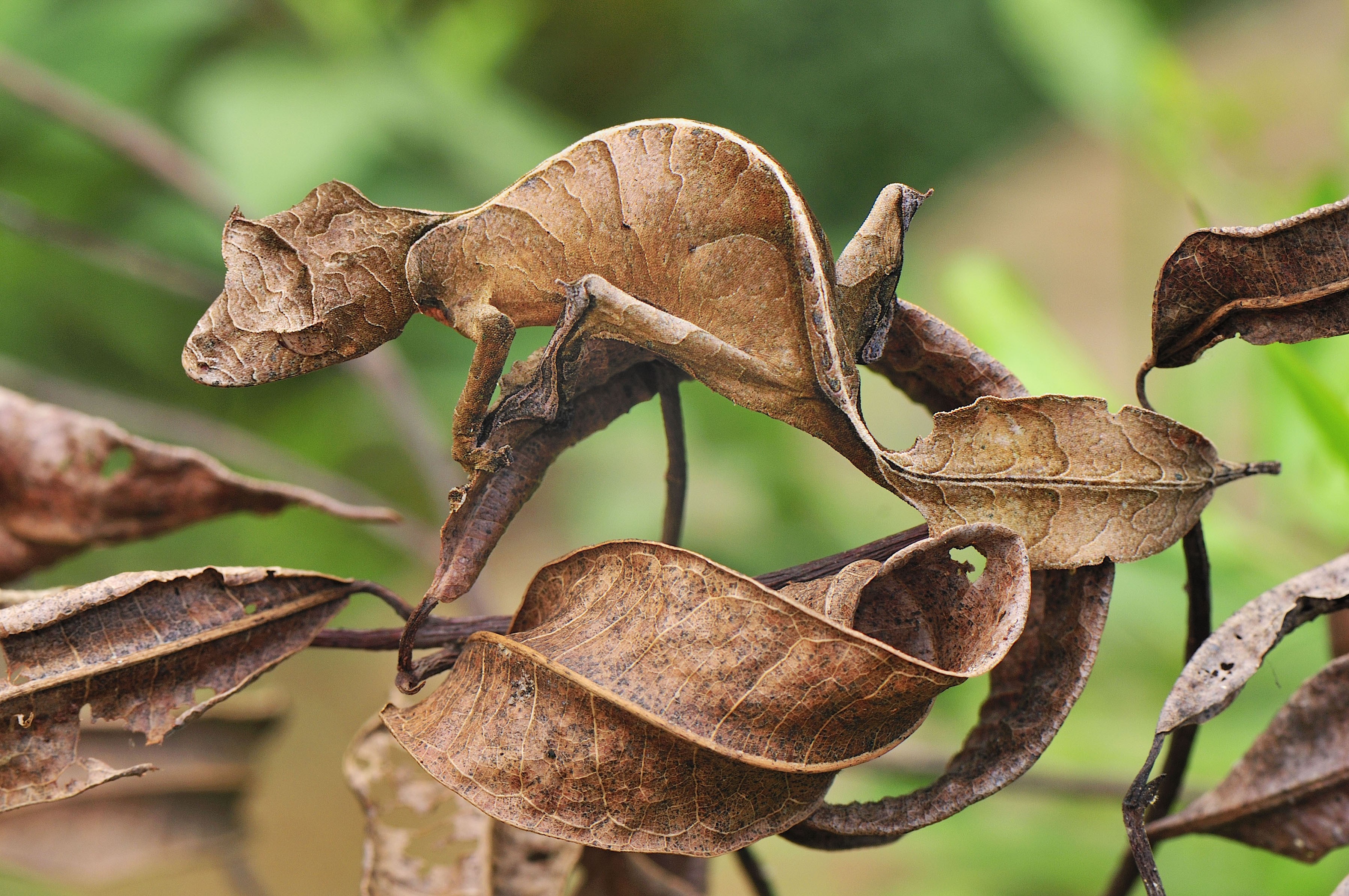 Animals Reptiles Gecko Camouflage Chameleons 3592x2386