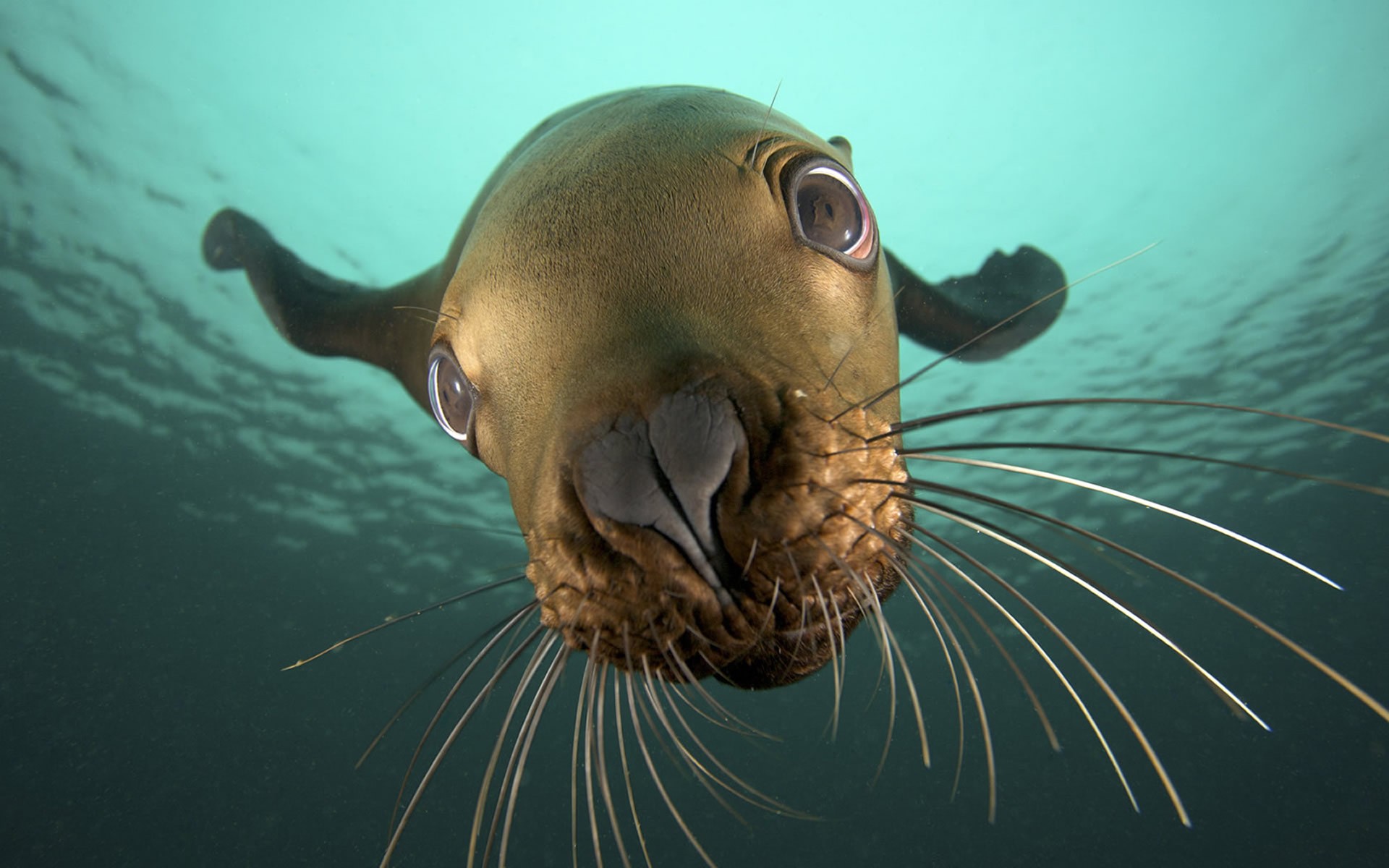 Nature Animals Seals Underwater Closeup Sea Sea 1920x1200