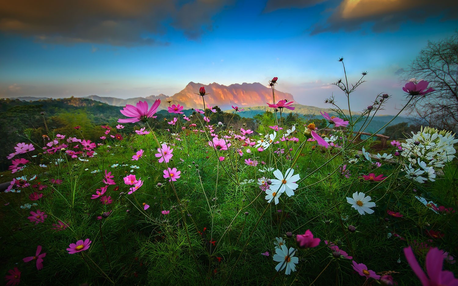 Landscape Nature Flowers Mountains Sunset Shrubs Clouds Spring Thailand Cosmos Flower 1500x938
