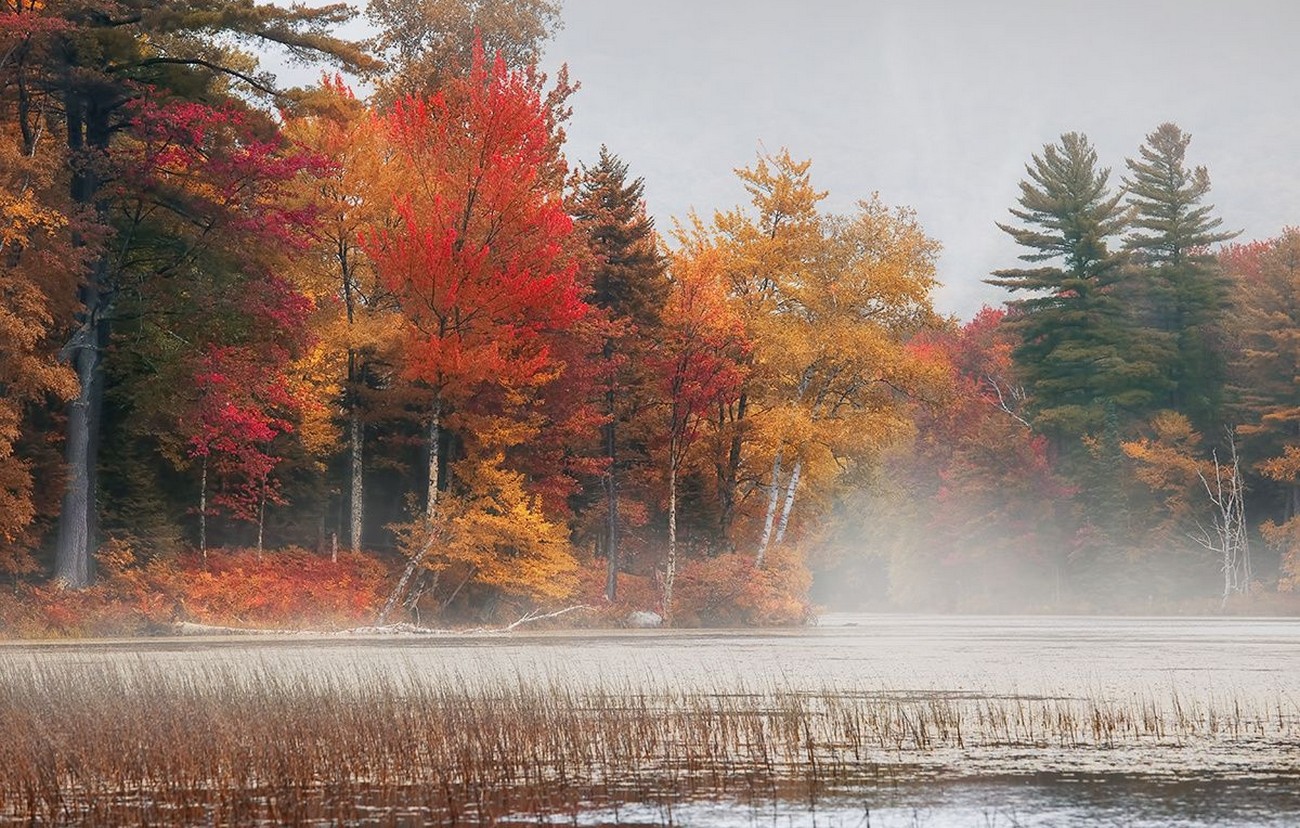 Photography Nature Landscape Fall Trees Colorful Mist Morning Lake Forest Vermont 1300x828