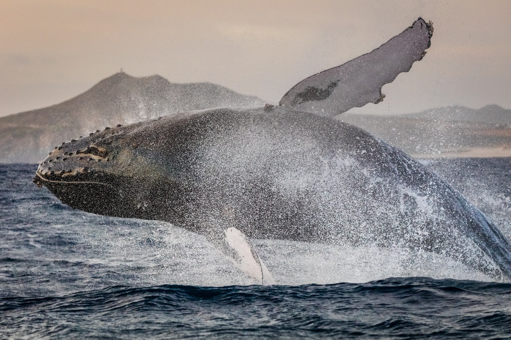 Whale Sea Life Splash Breaching 2048x1365