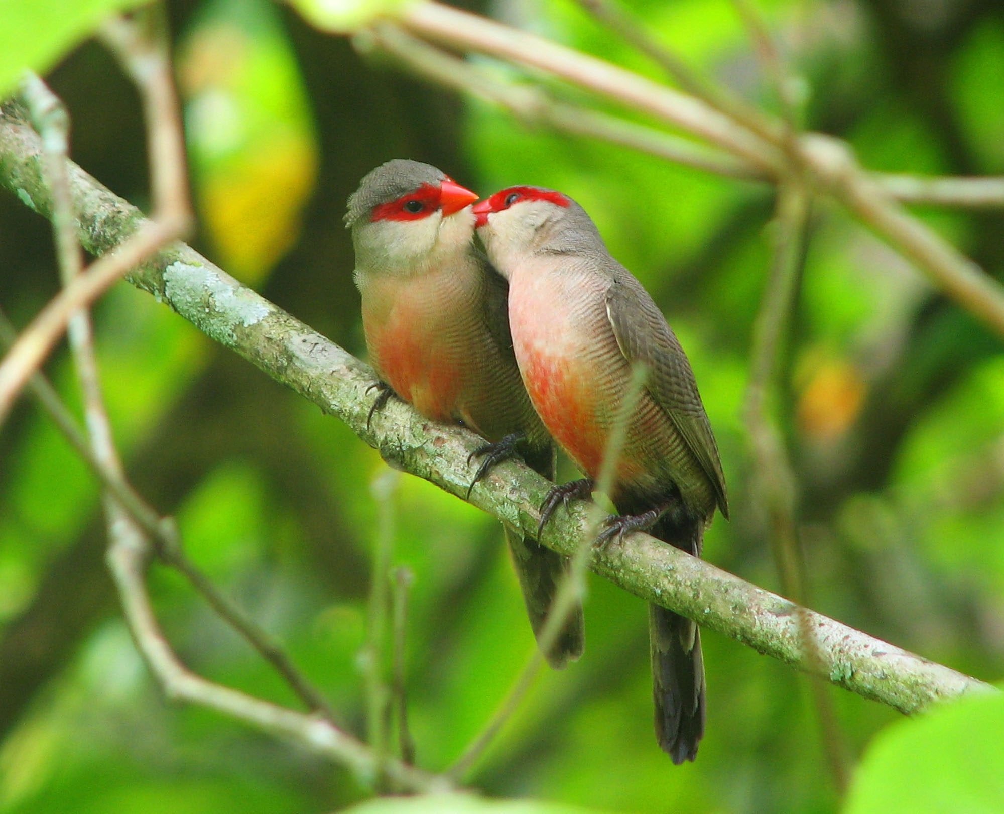 Animal Bird Red Masked Finch 2000x1621