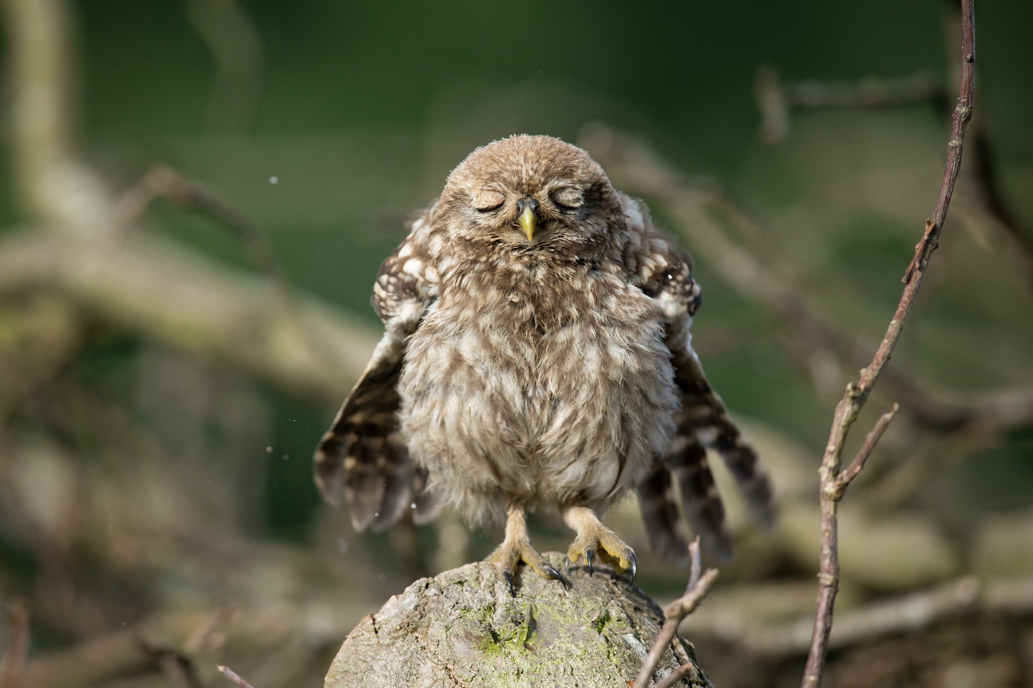 Animal Owl Owlet Cute Eye 2048x1365