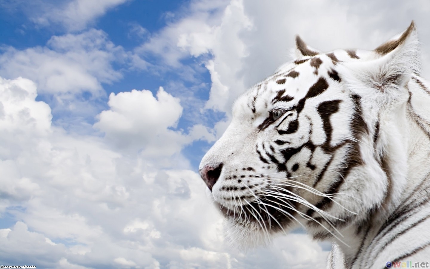 Tiger White Tigers Sky Clouds Animals Big Cats 1440x900