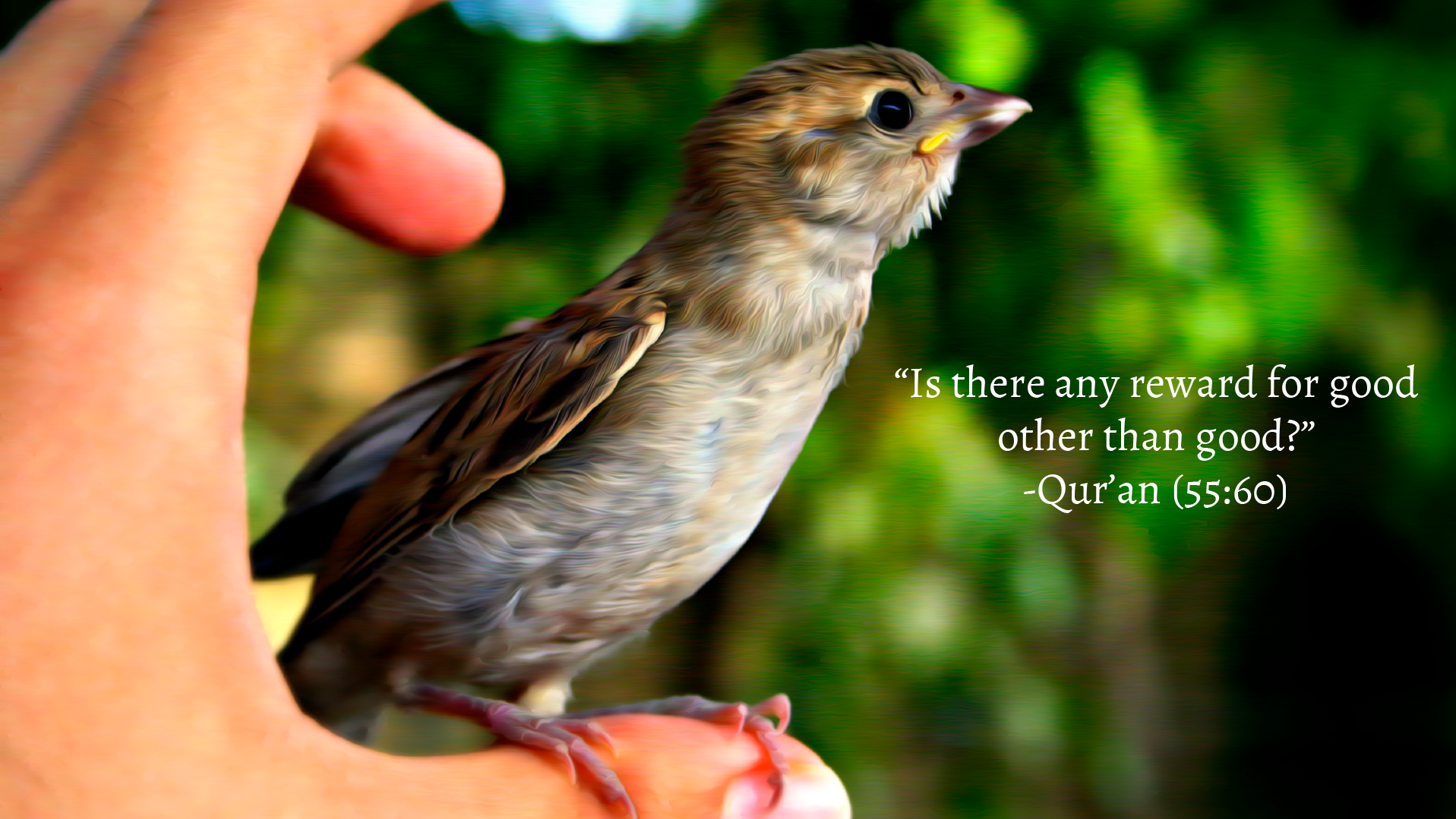 Islam Quran Birds Hands Religion Animals Arabian 1917x1079