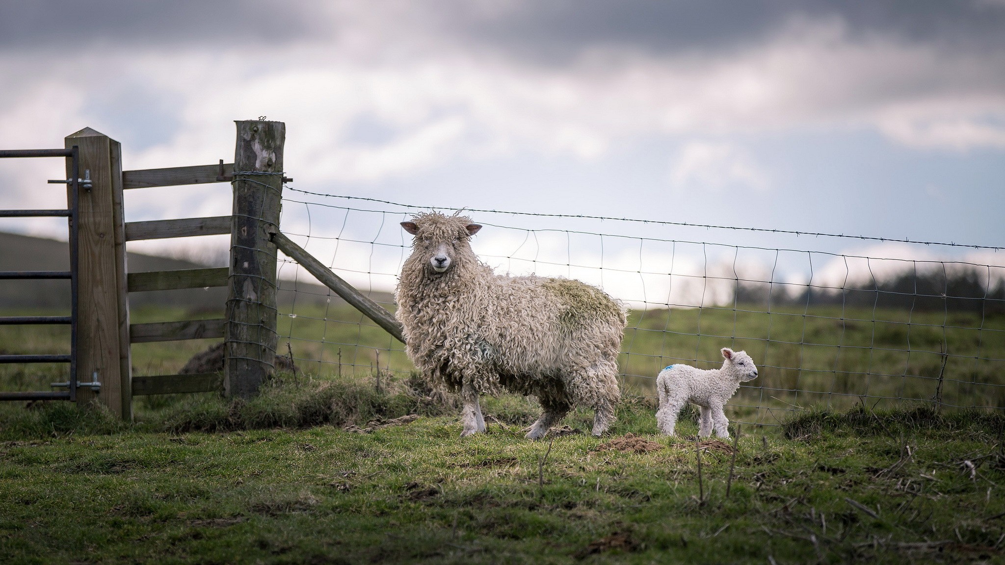 Animals Sheep Fence Lamb Baby Animals 2048x1152