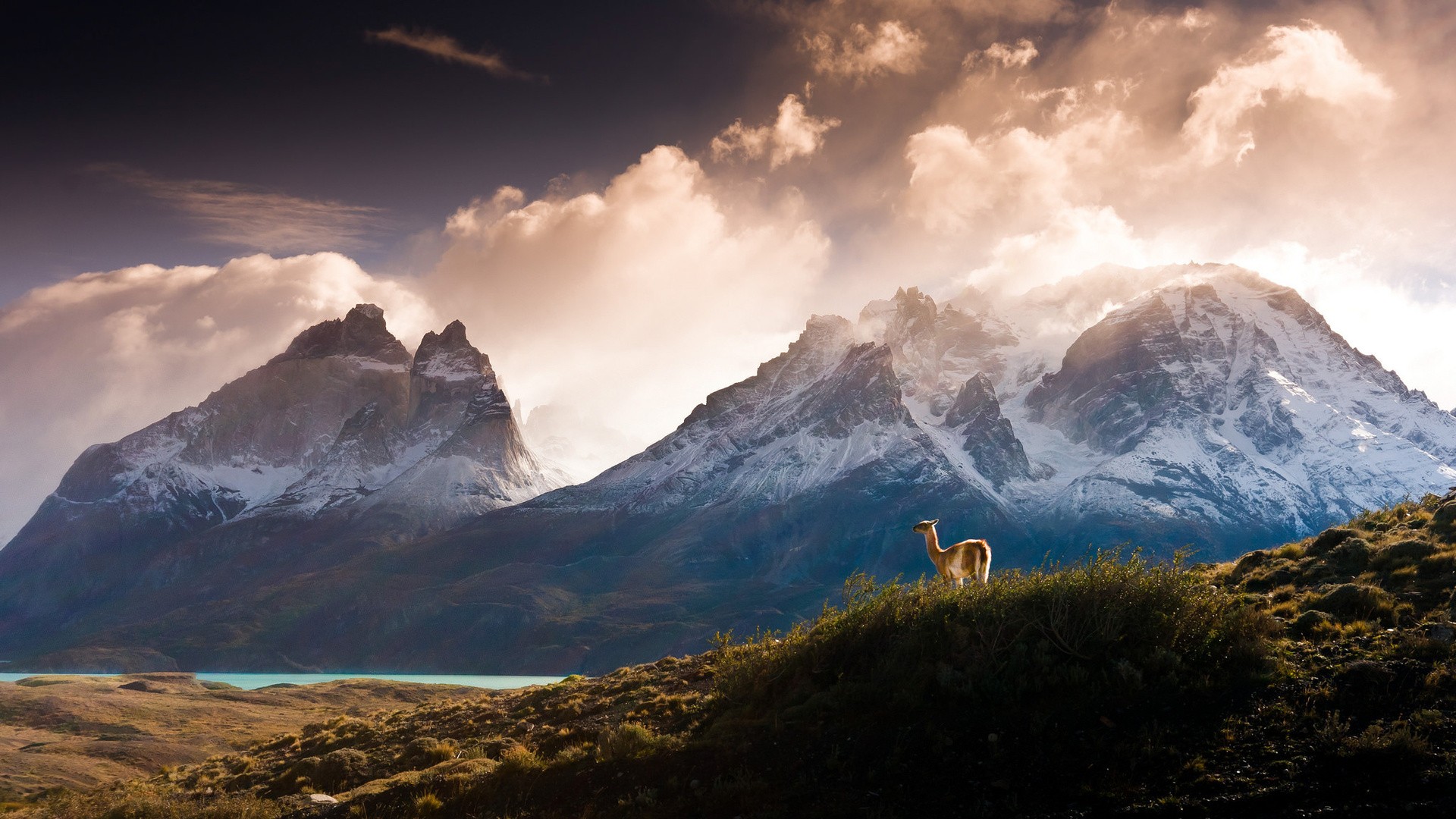 Nature Landscape Mountains Clouds Trees Forest Water Chile Lake Snow Hills Grass Animals Llamas Torr 1920x1080