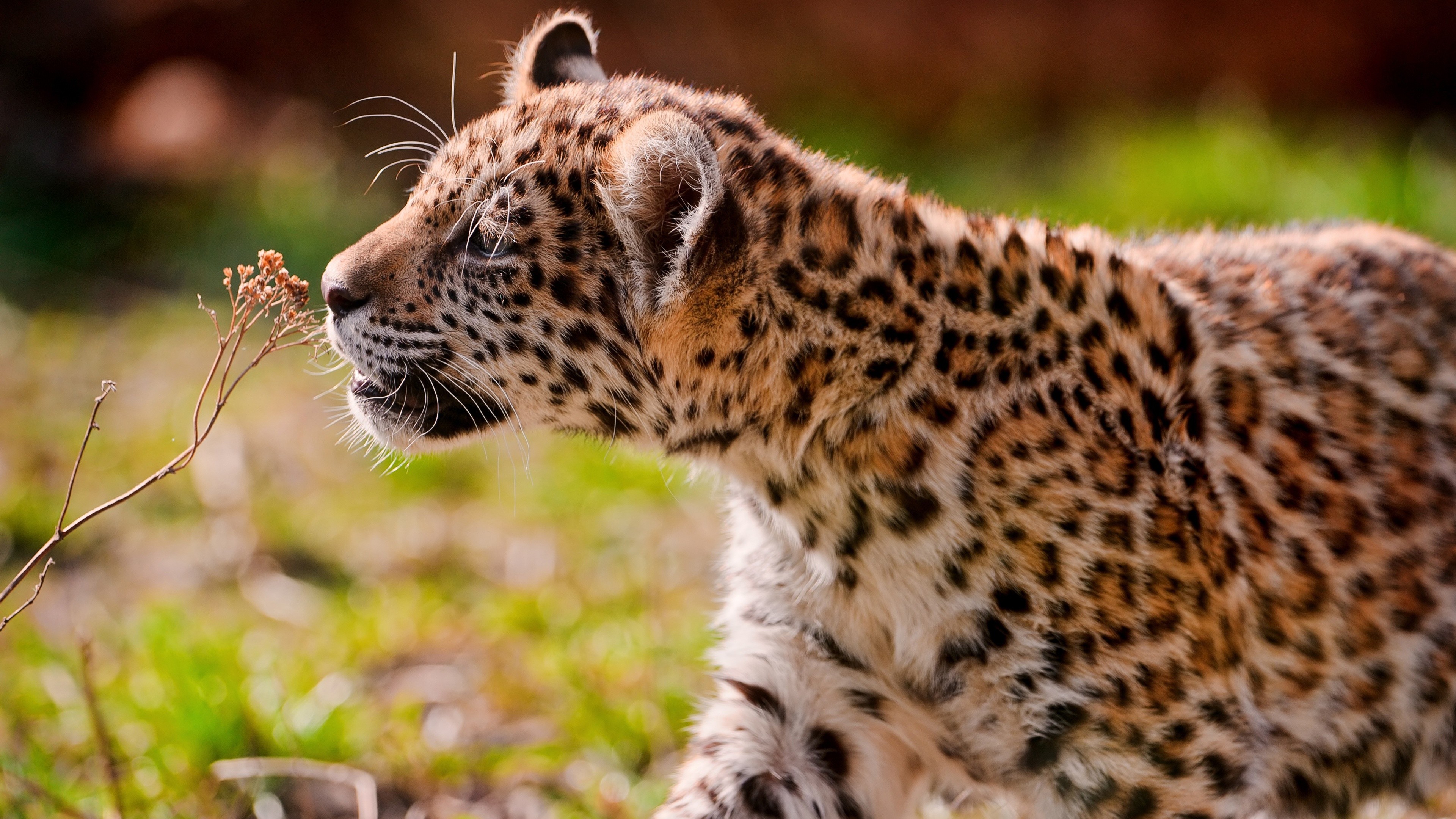 Animals Nature Jaguars 3840x2160