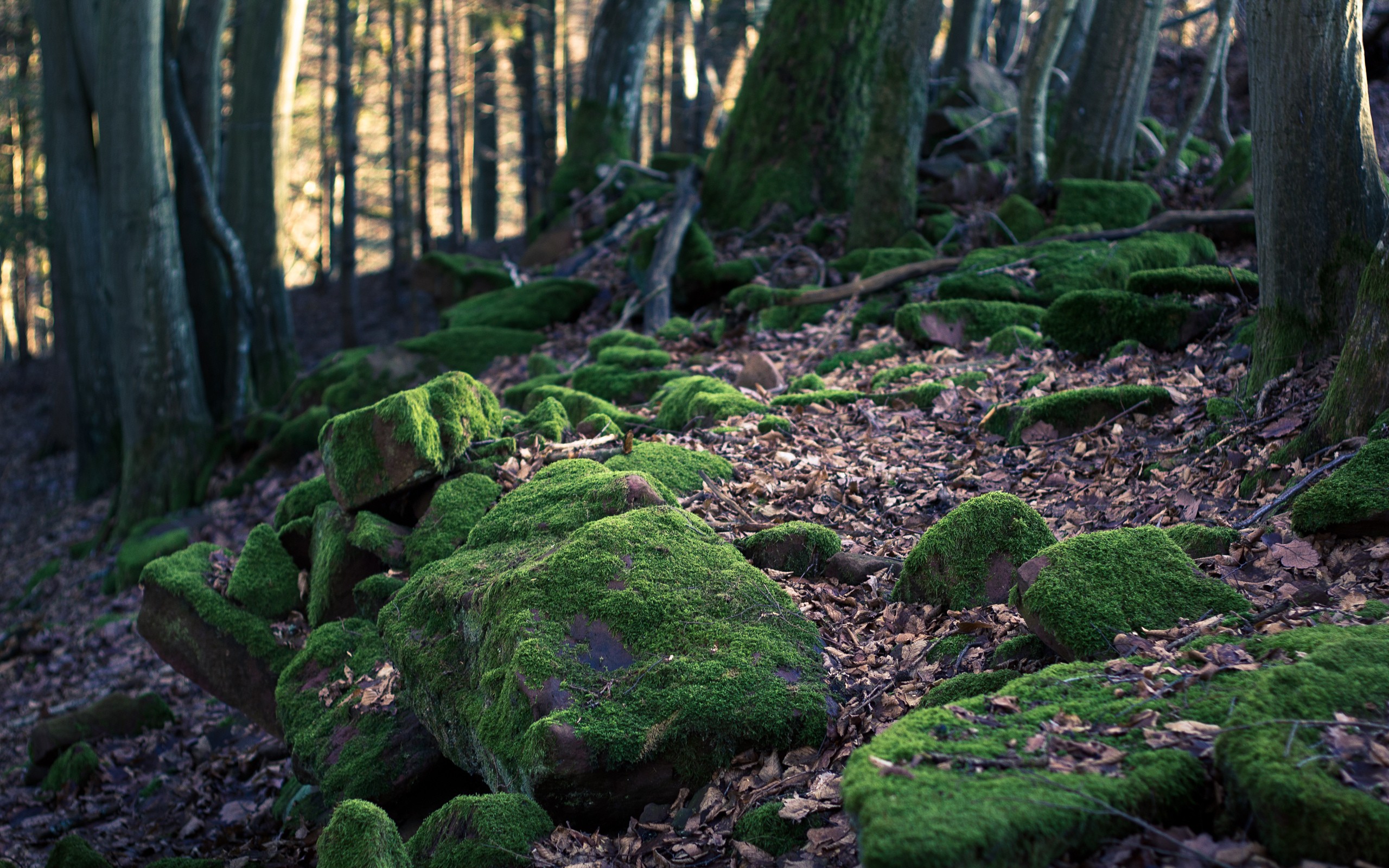 Landscape Moss Forest Stone Wall 2560x1600