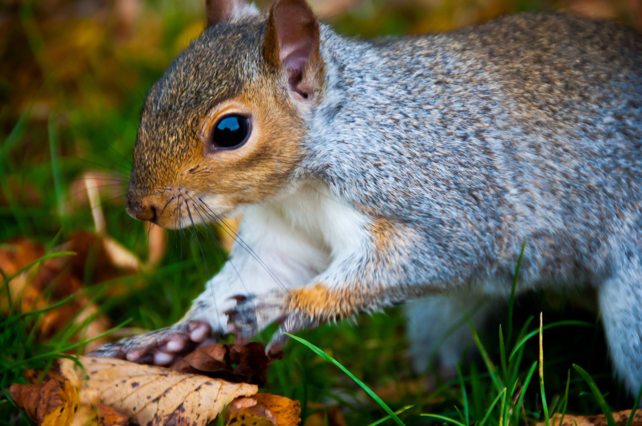 London England Squirrel Animal Cute Park Hyde Park Acorn Wildlife Fall Nature 2048x1360