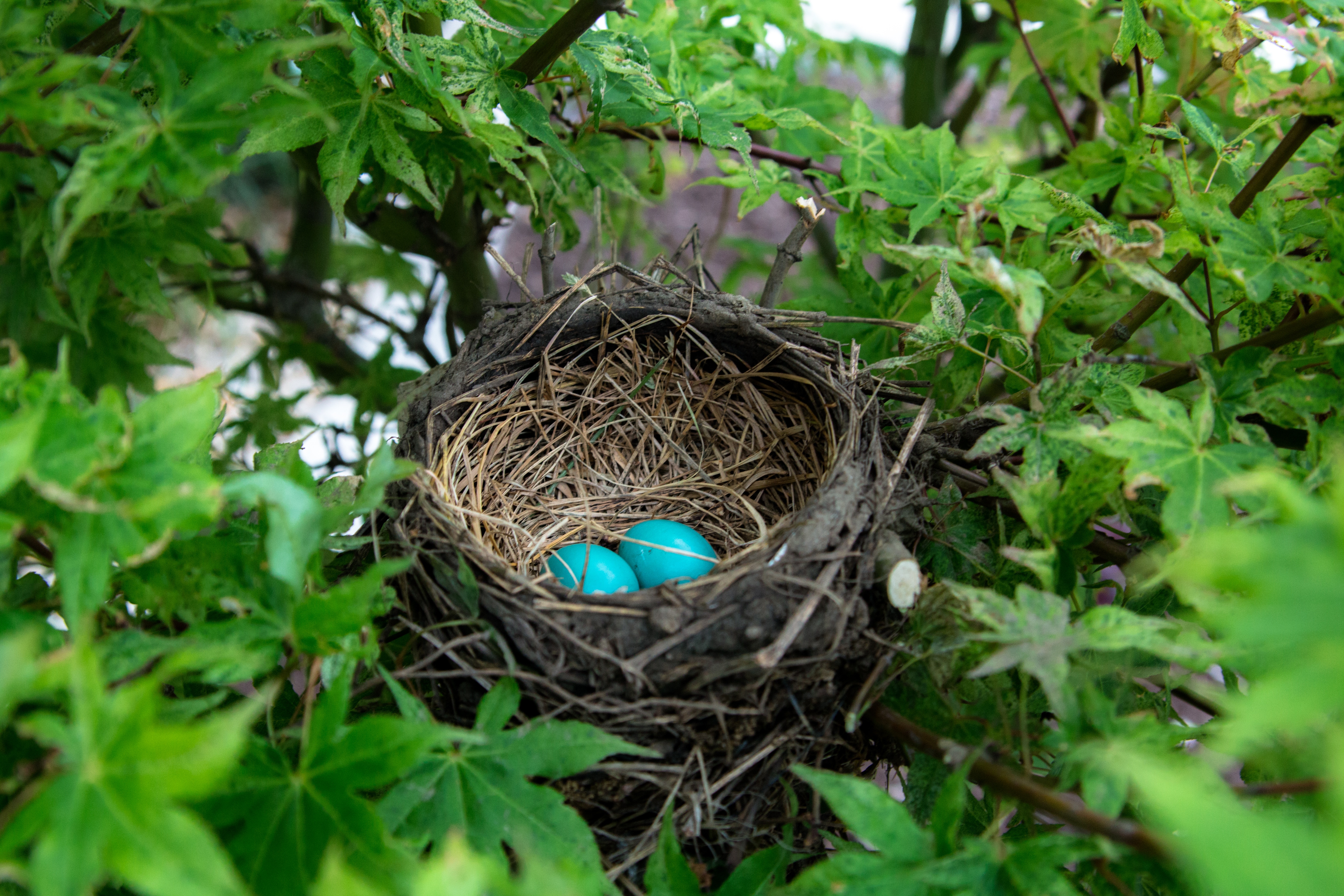 Photography Eggs Leaves Nature Nests 5472x3648