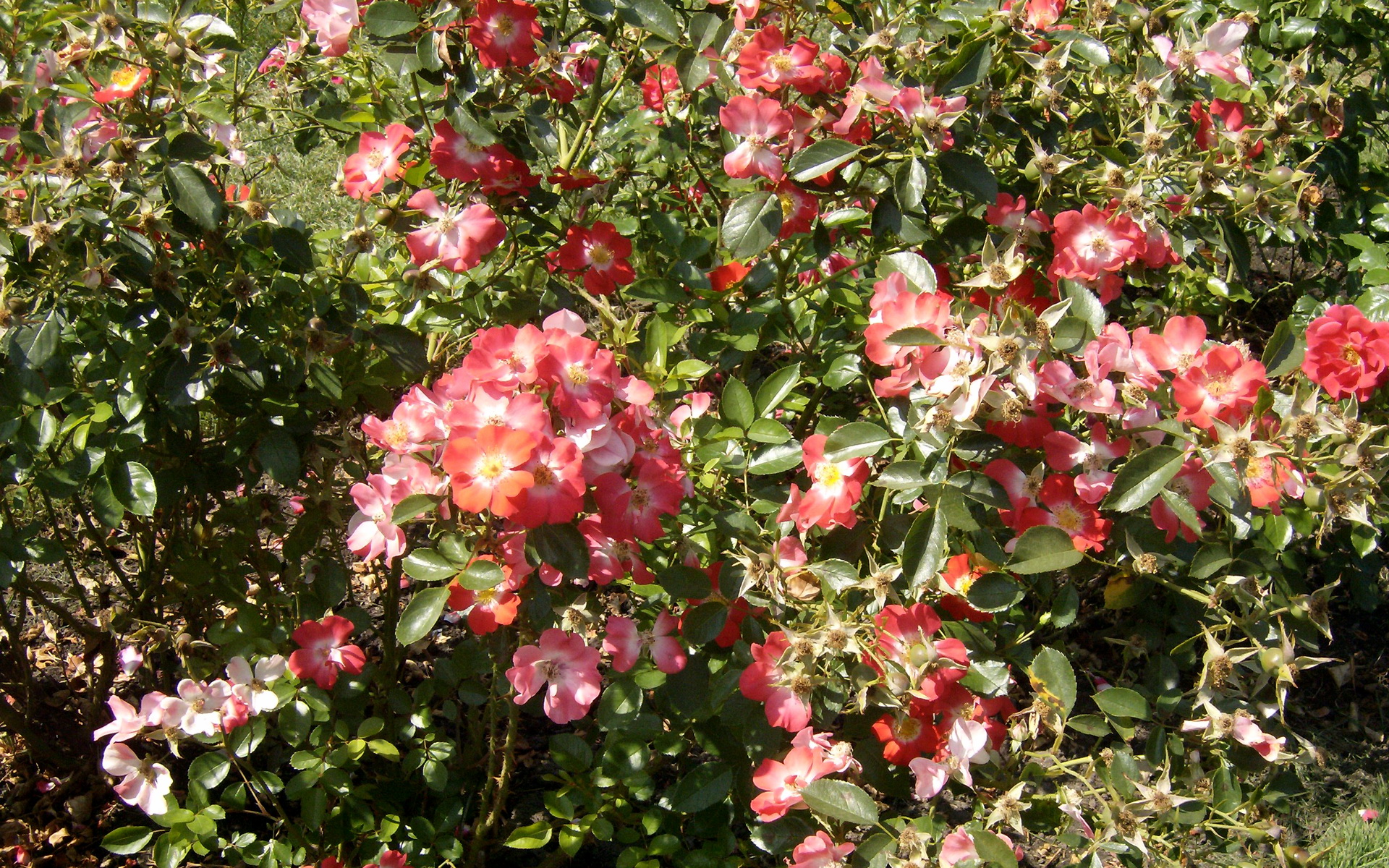 Flower Rose 1920x1200