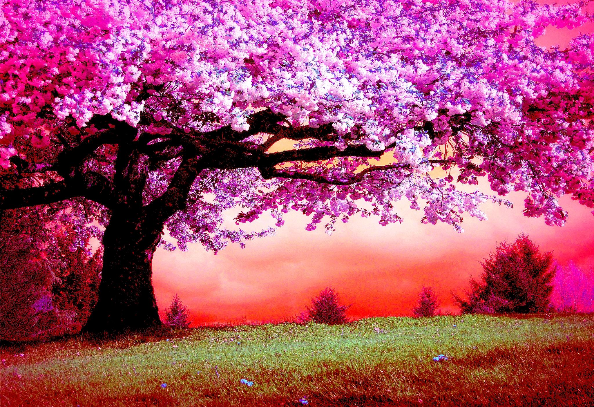 Tree Cherry Tree Pink 2048x1403