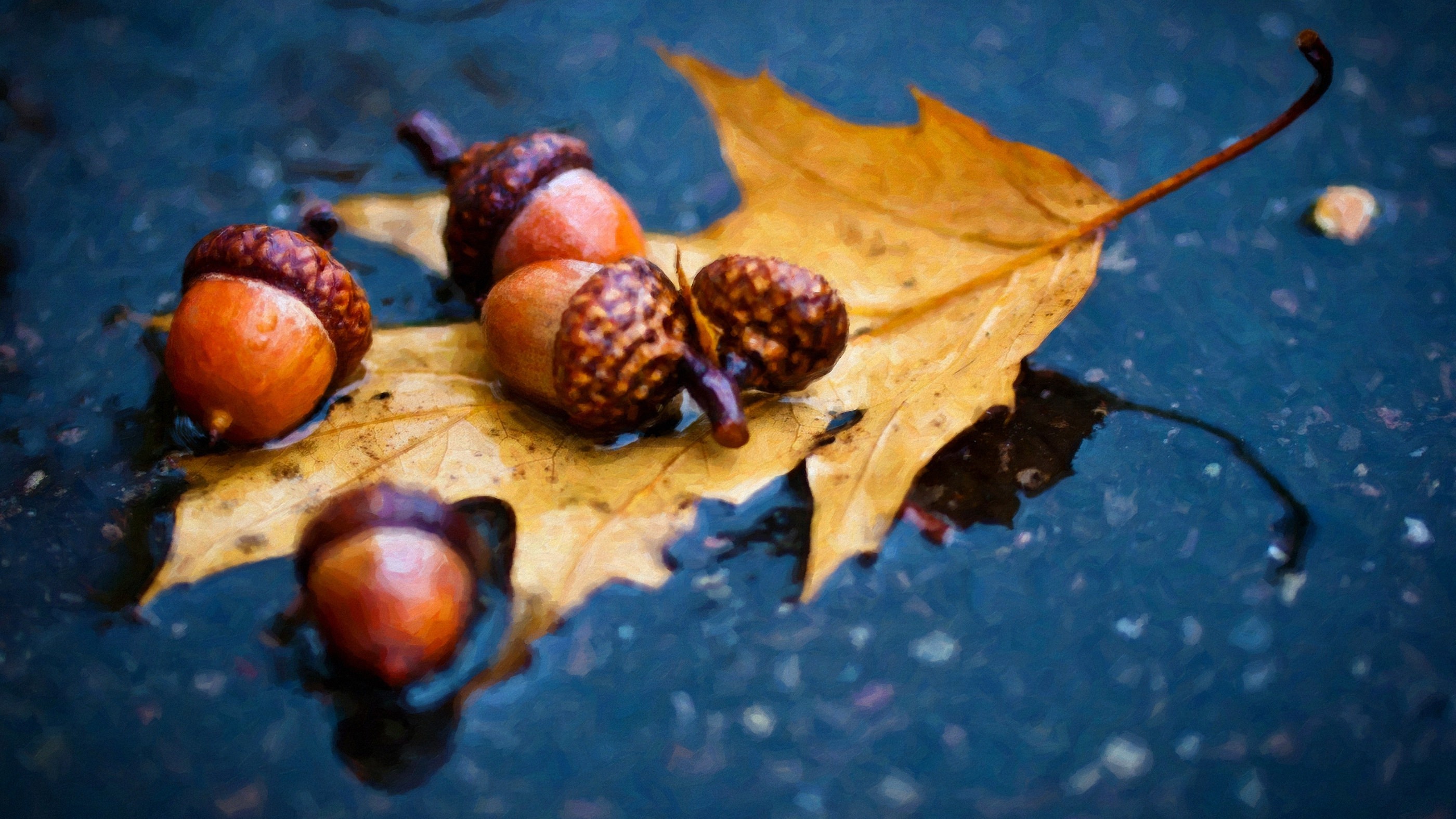 Nuts Rain Macro Leaves Acorns Yellow 2800x1575