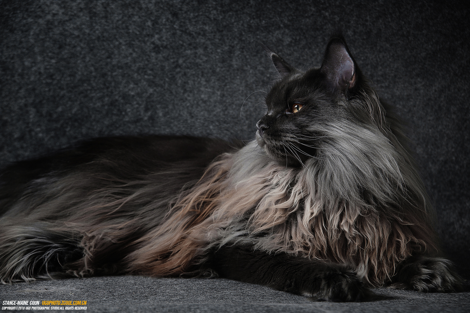 Cats Animals Norway Cats Maine Coon Maine Coon Cat 1500x998