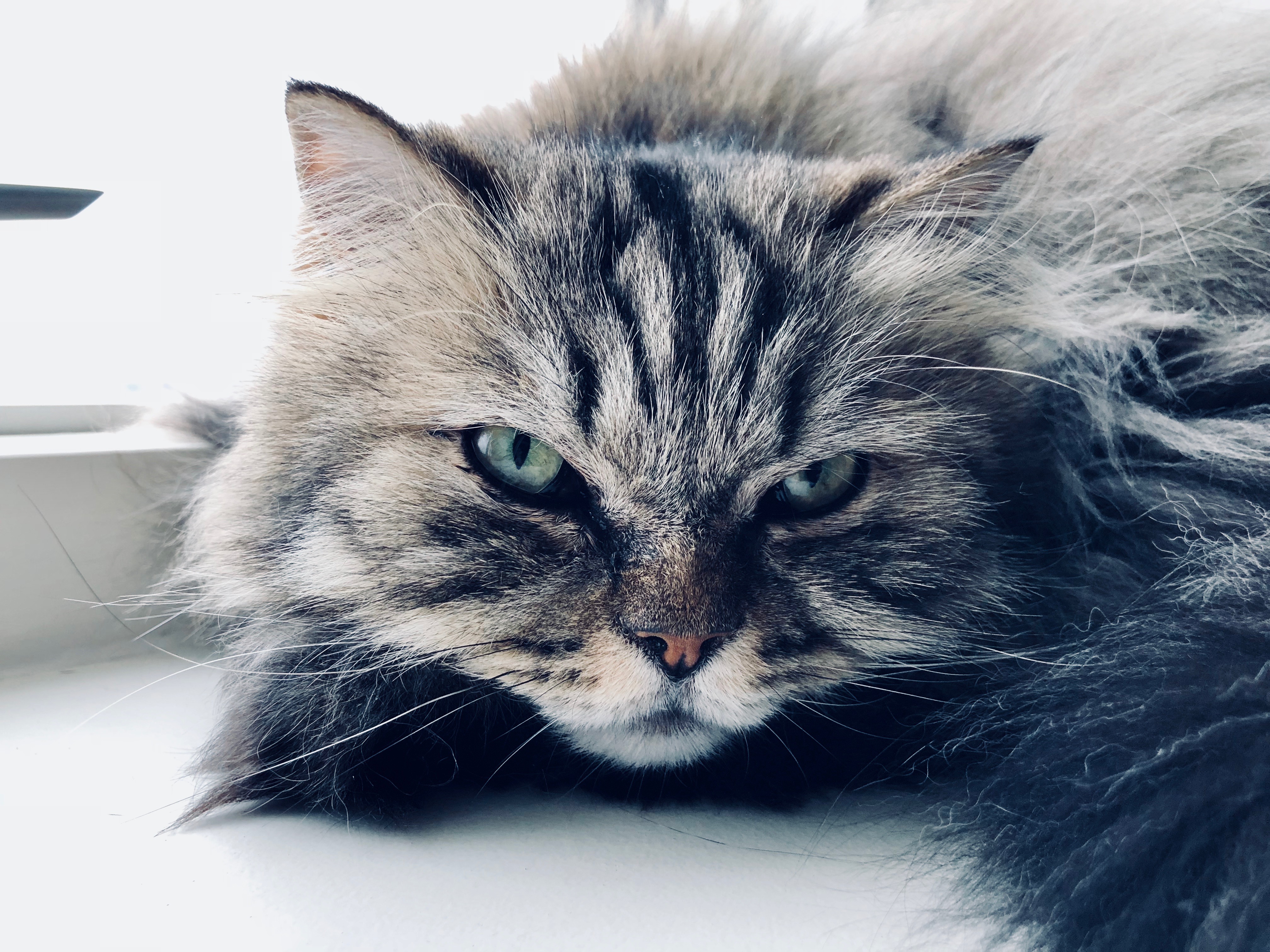 Cats Animals Green Eyes Cat Eyes Whiskers Persian Cat Maine Coon Cat 4032x3024