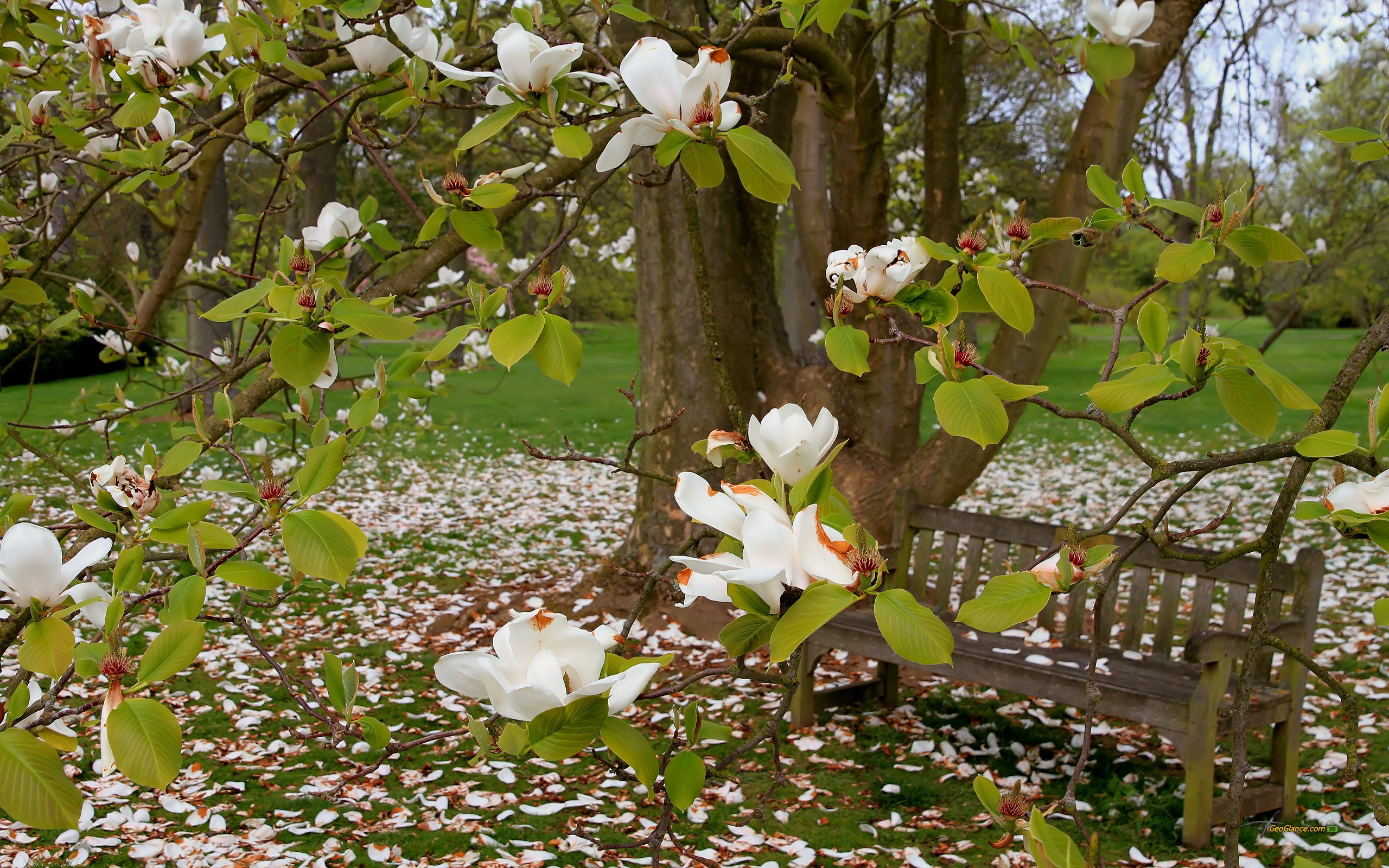 Trees Flowers Bench Grass Magnolia Spring Summer 2560x1600