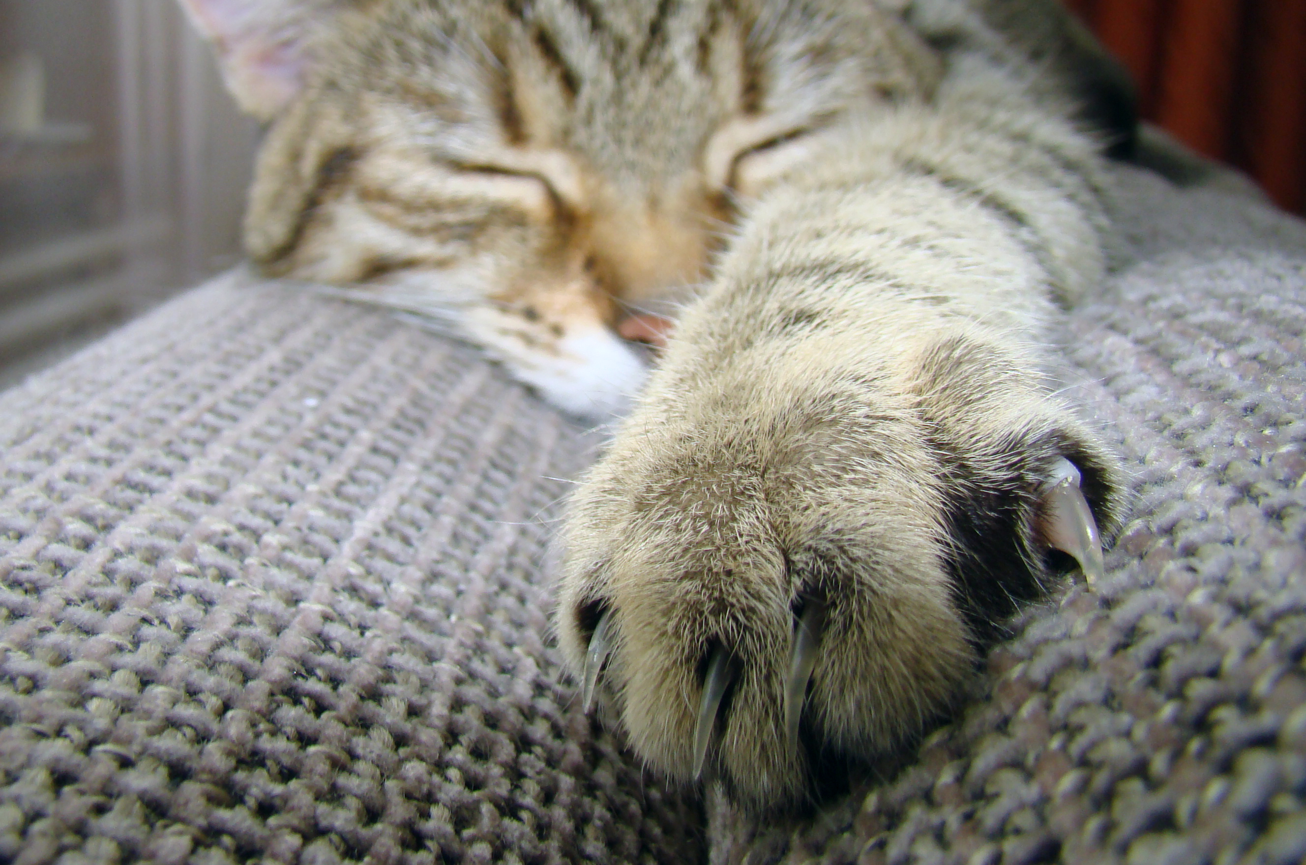 Cat Paw Sleeping 2656x1760