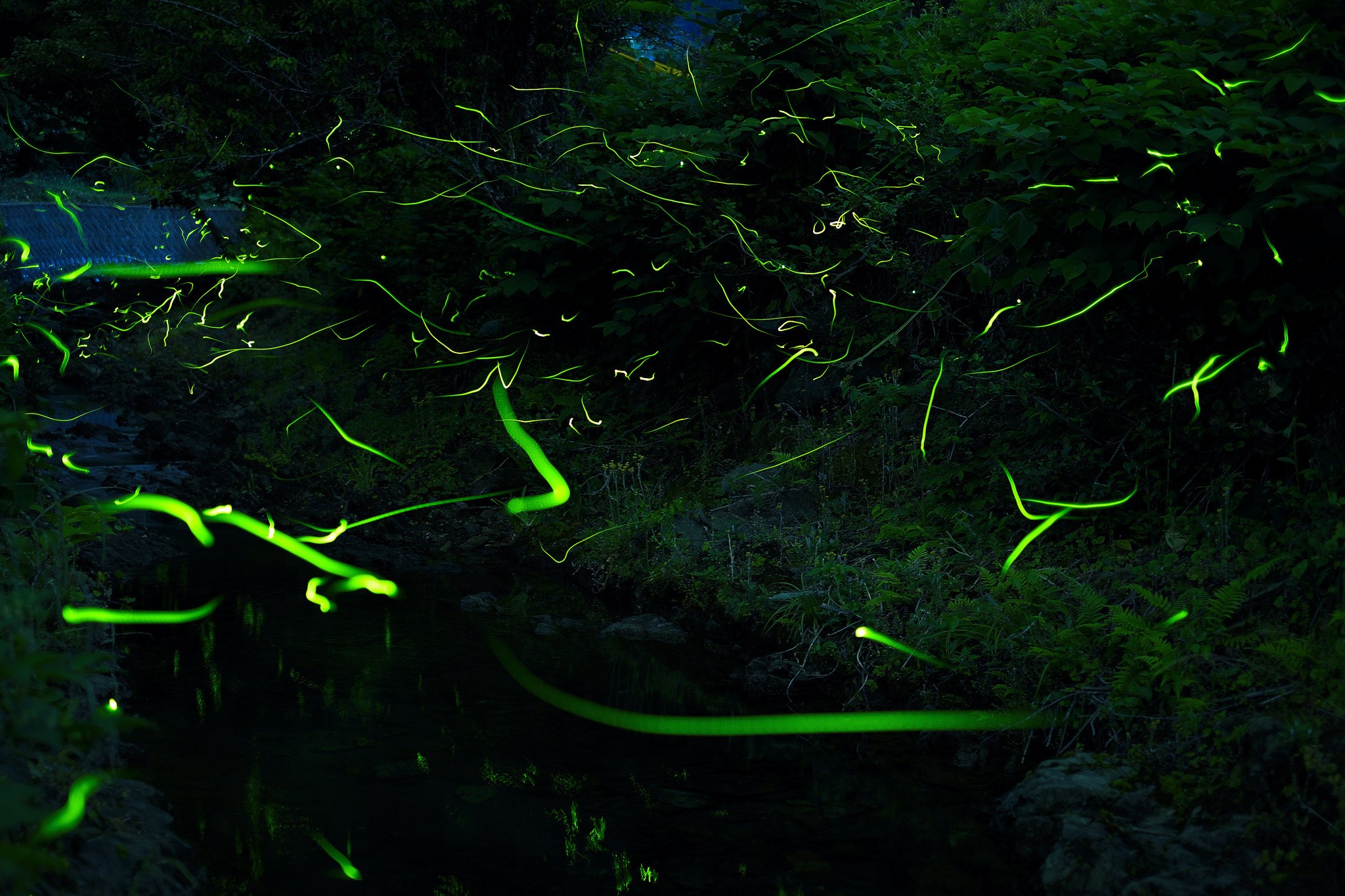 Fireflies Forest Nature Green Light Trails Dark 2048x1365