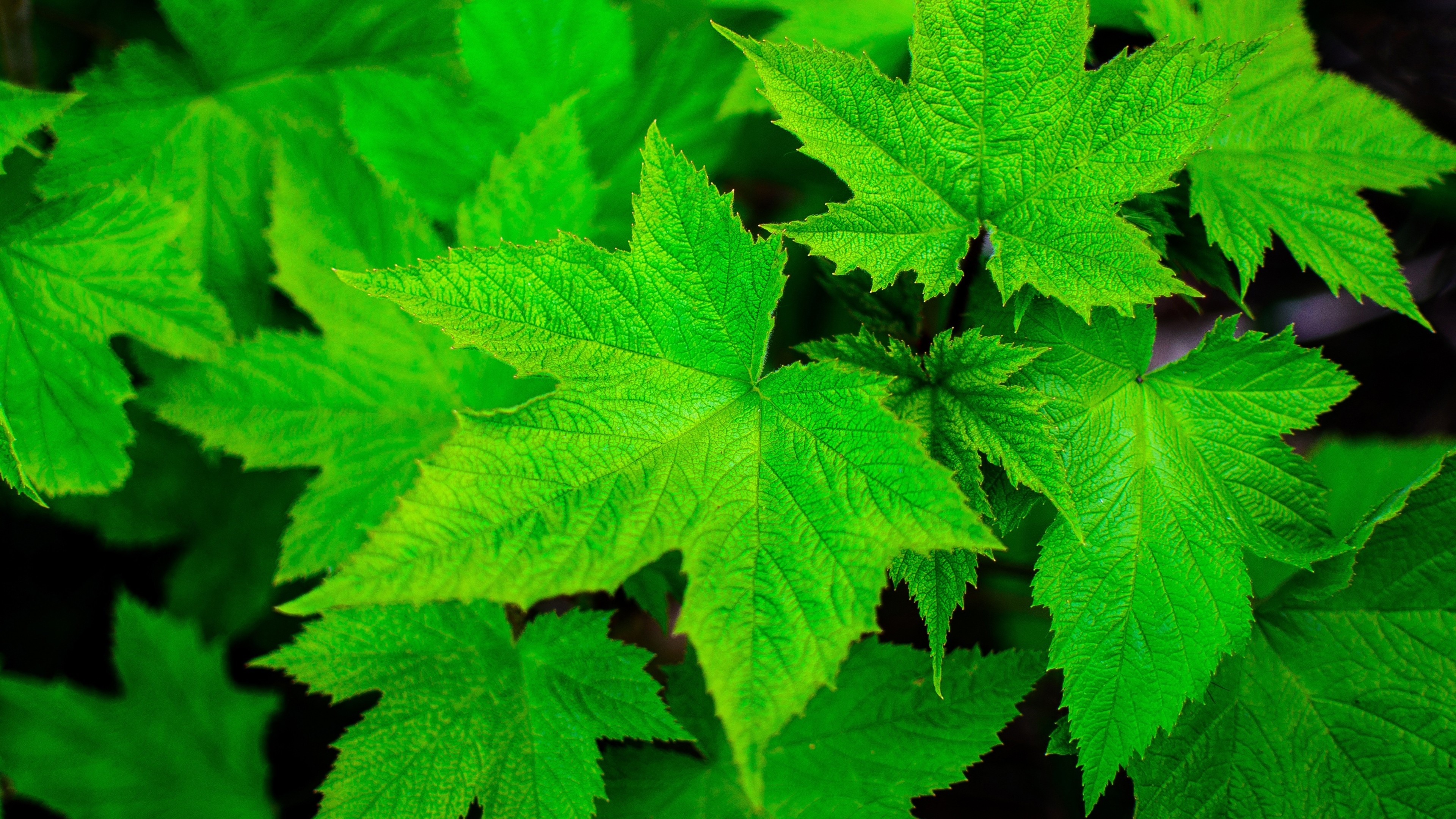 Nature Leaves Closeup Macro Plants Green Maple Leaves 3840x2160