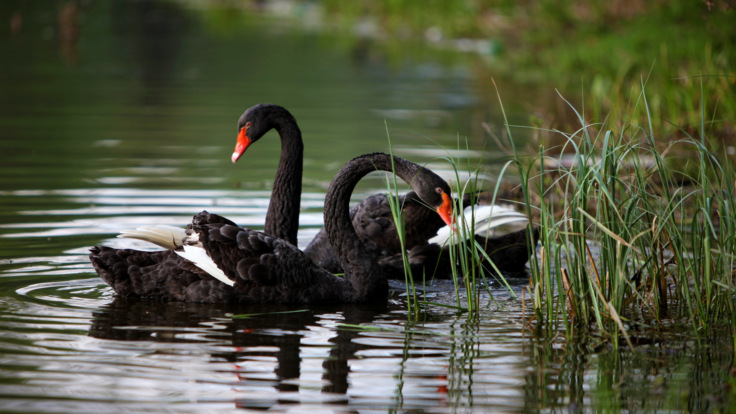 Animal Black Swan 2560x1440