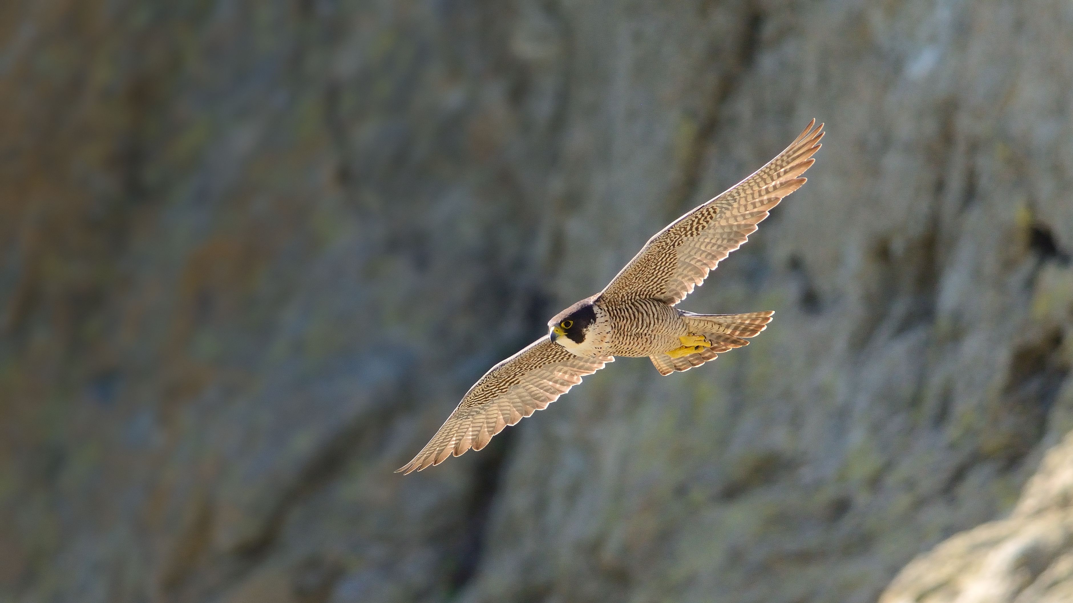 Animal Peregrine Falcon 3761x2116