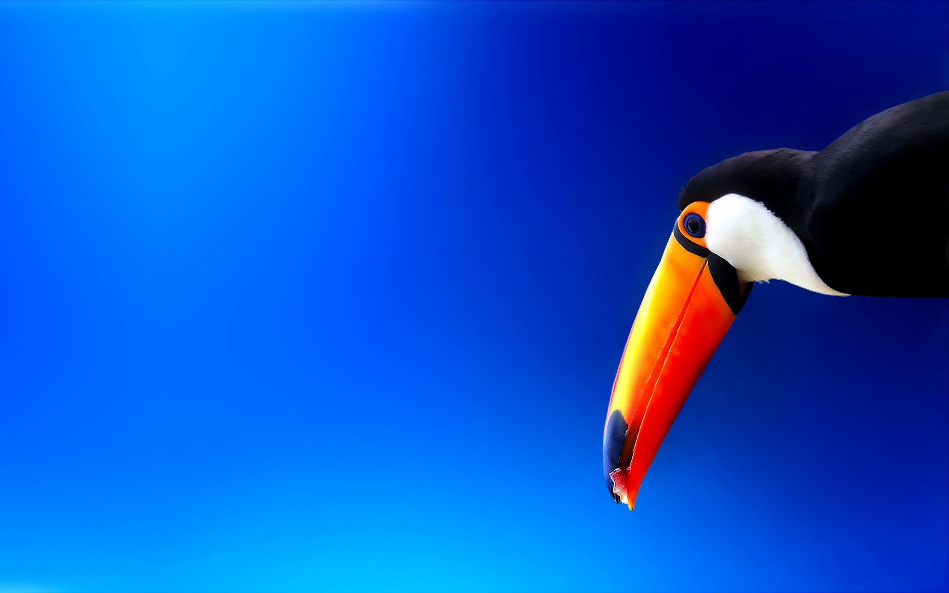 Toucan Colorful Bird Blue 1920x1200