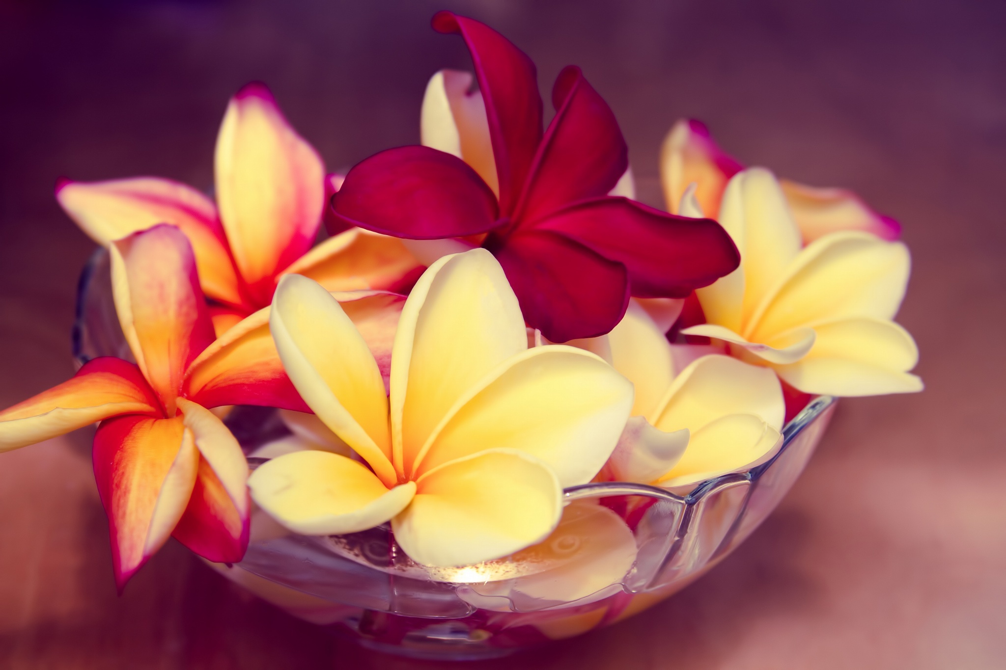 Still Life Bowl Flower Plumeria Red Flower Yellow Flower Frangipani 2048x1365