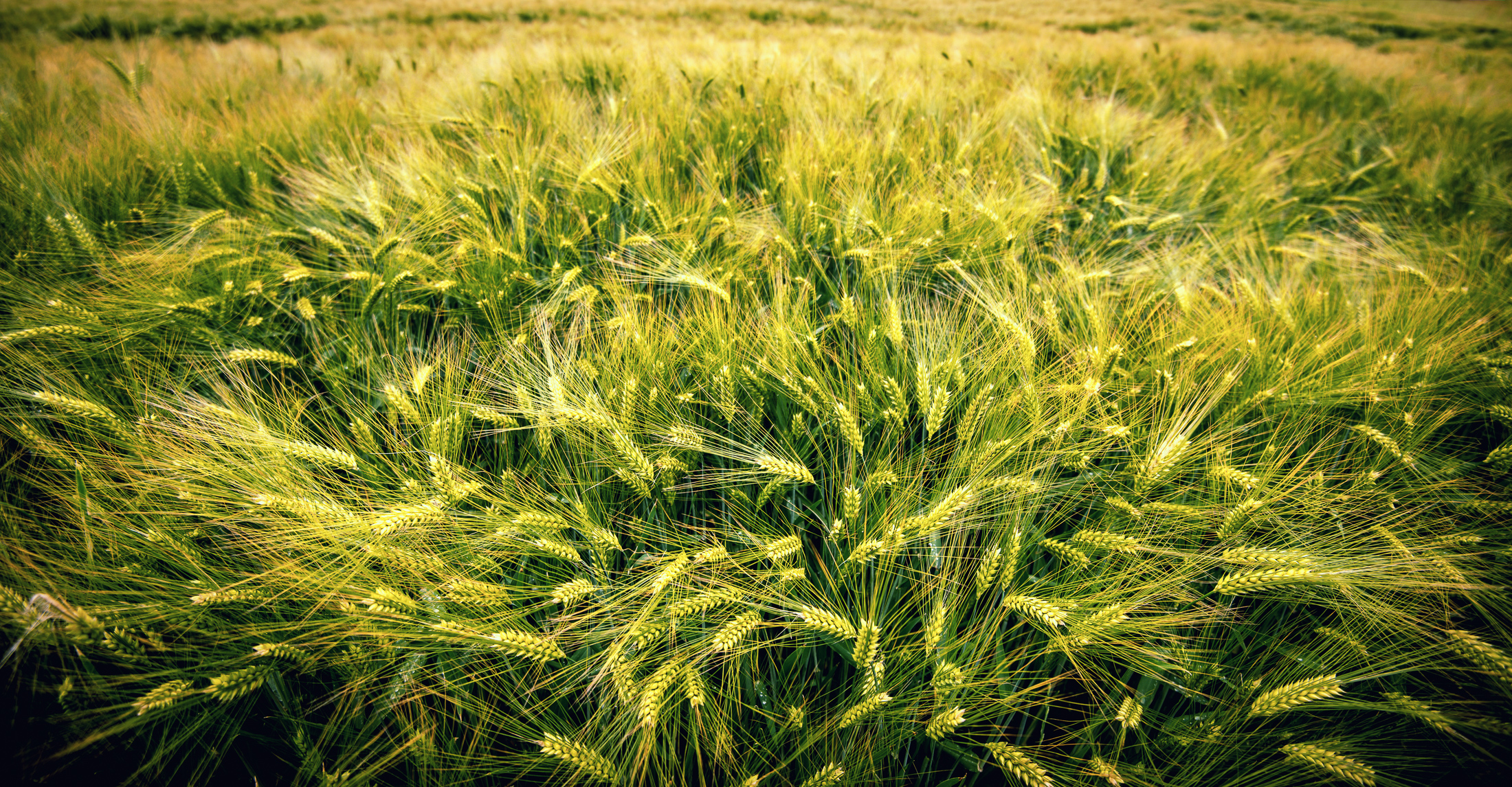 Barley Farming Nature Plants Field Grass 2200x1146