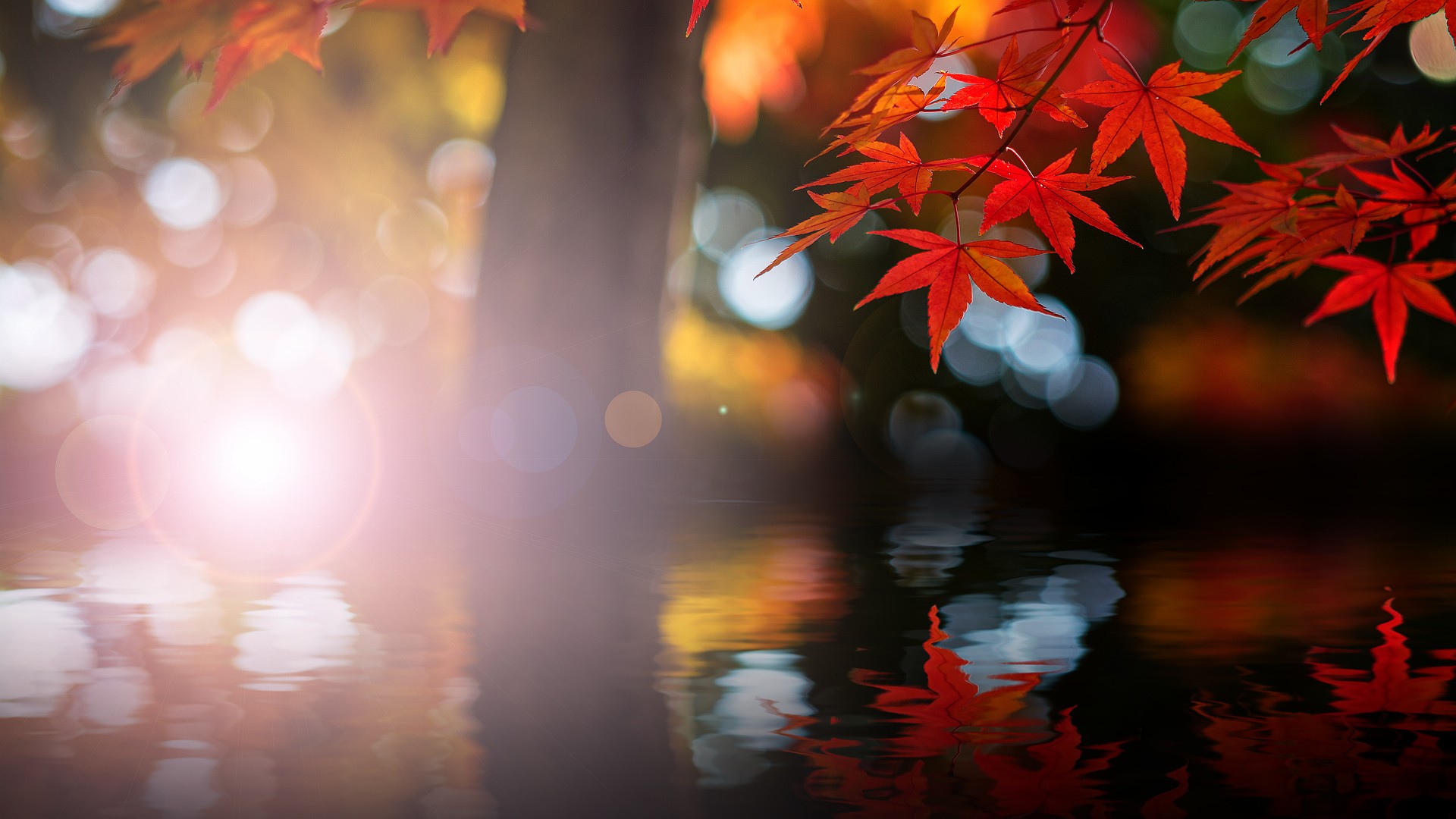 Nature Trees Leaves Bokeh Maple Leaves Lights Fall Water 1920x1080