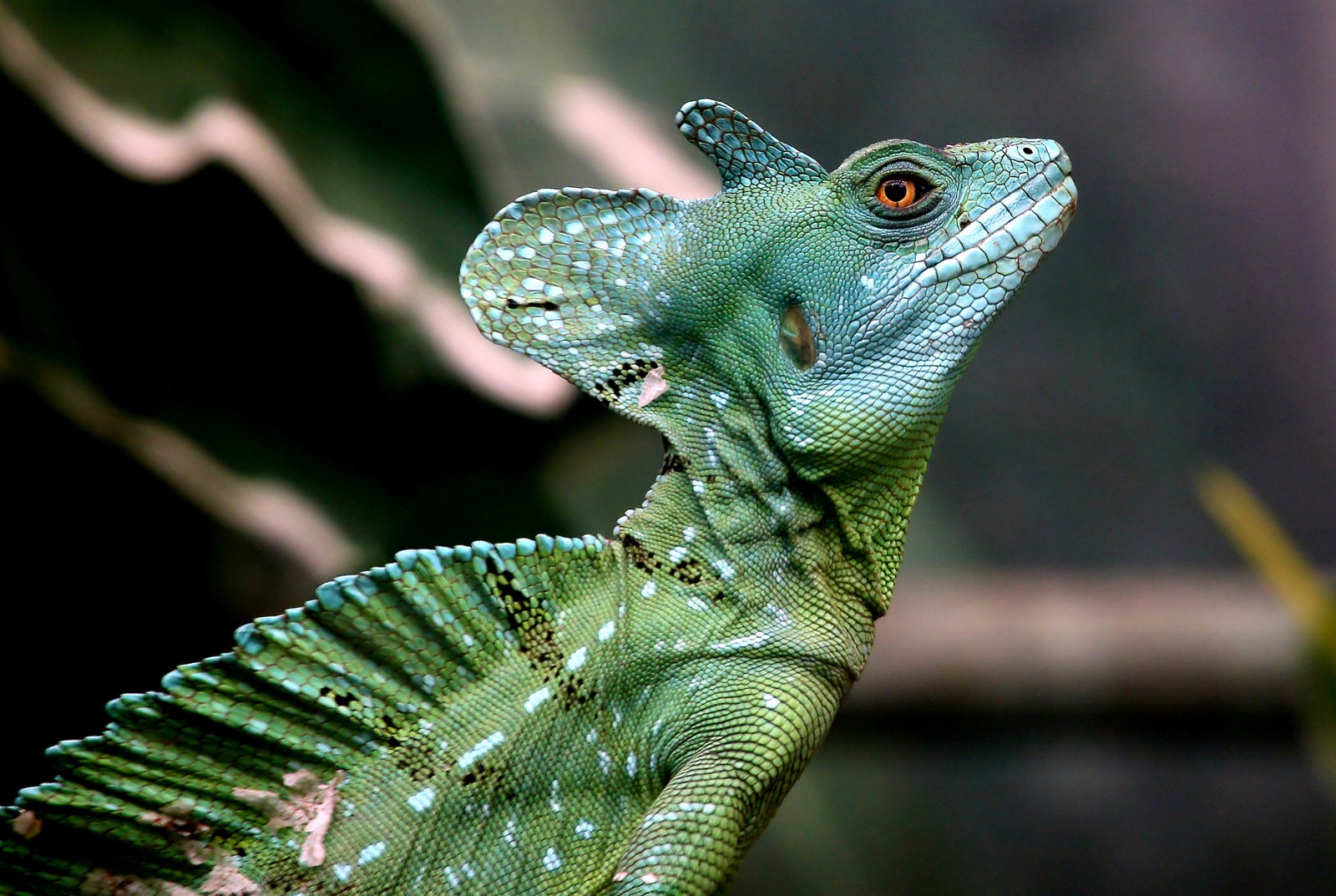 Photography Nature Reptiles Chameleons Side View 1600x1073