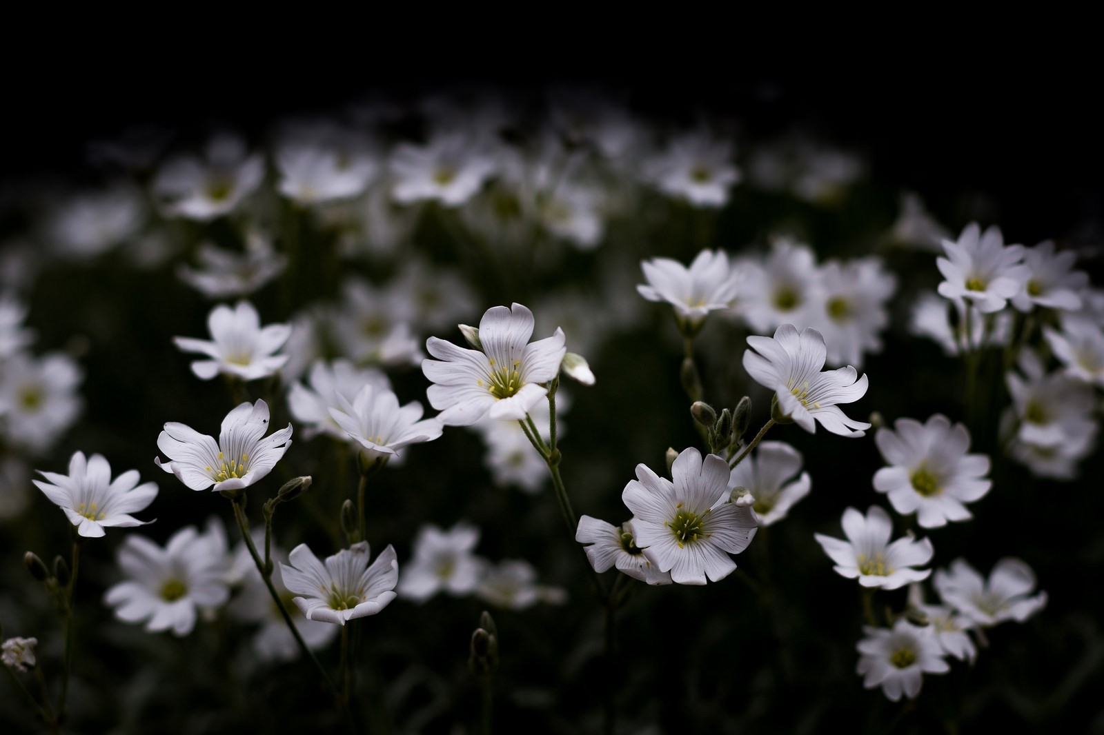 Photography Nature Macro Flowers White Flowers Dark Artificial Lights 1600x1066