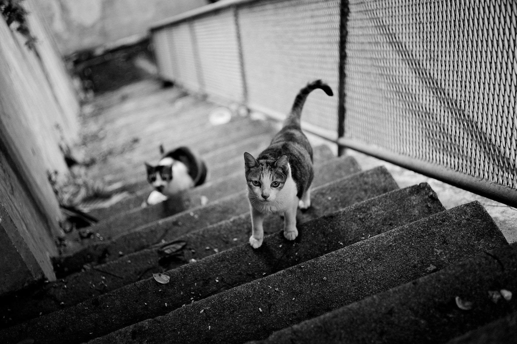 Monochrome Cats Animals Stairway Stairs 1800x1200