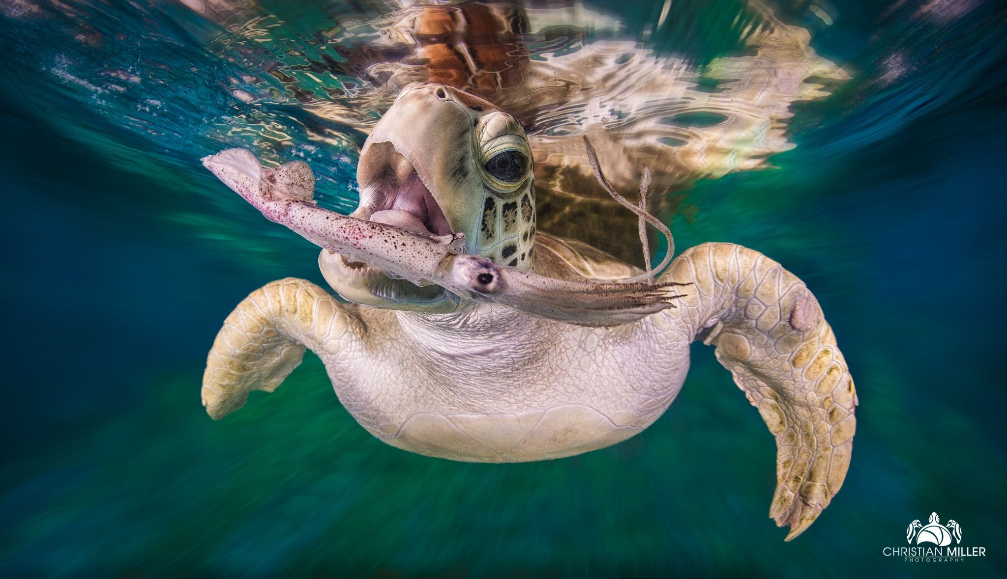 Nature Animals Depth Of Field Turtle Underwater Water Sea Muzzles Swimming 2048x1179