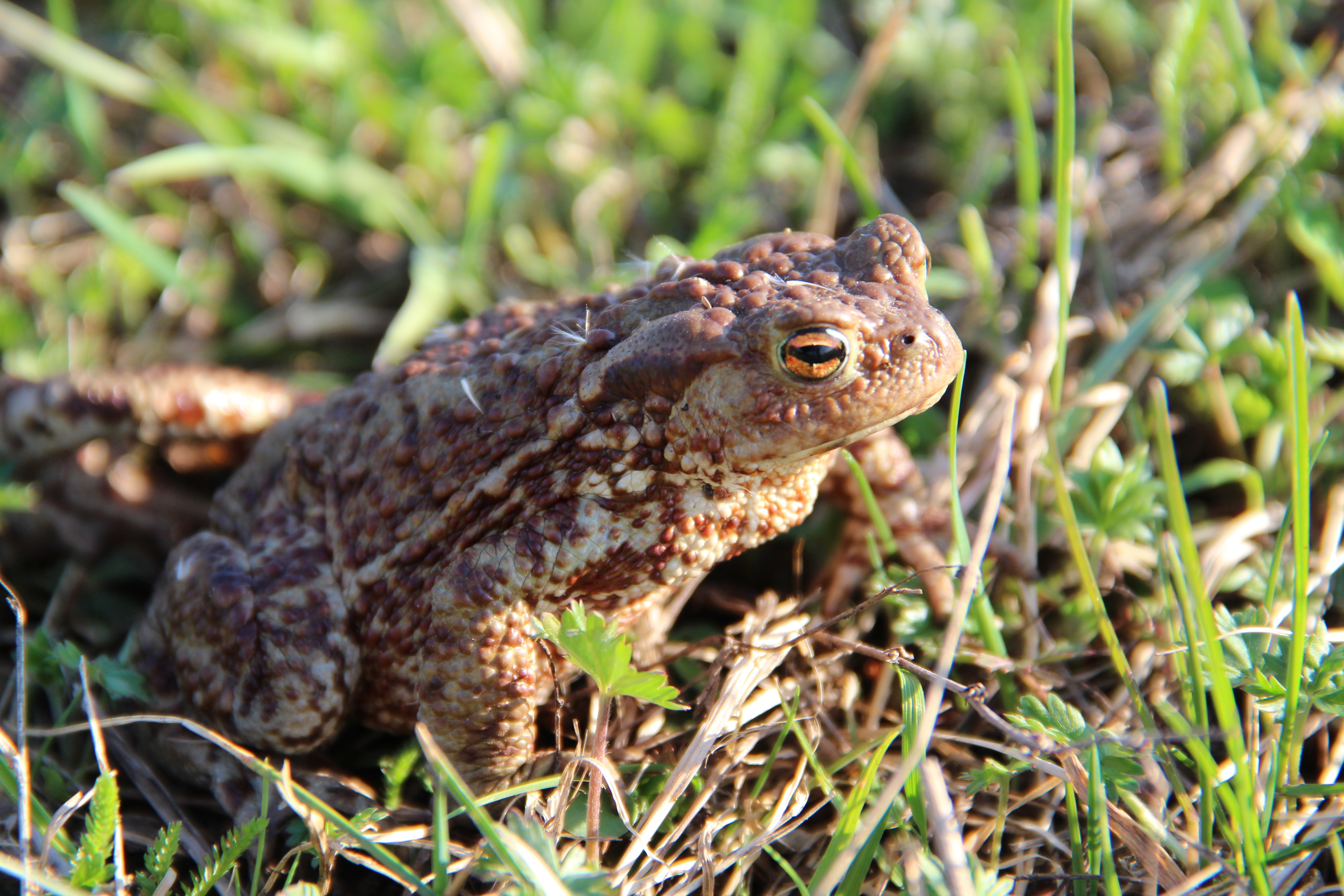 Animal Toad 5184x3456