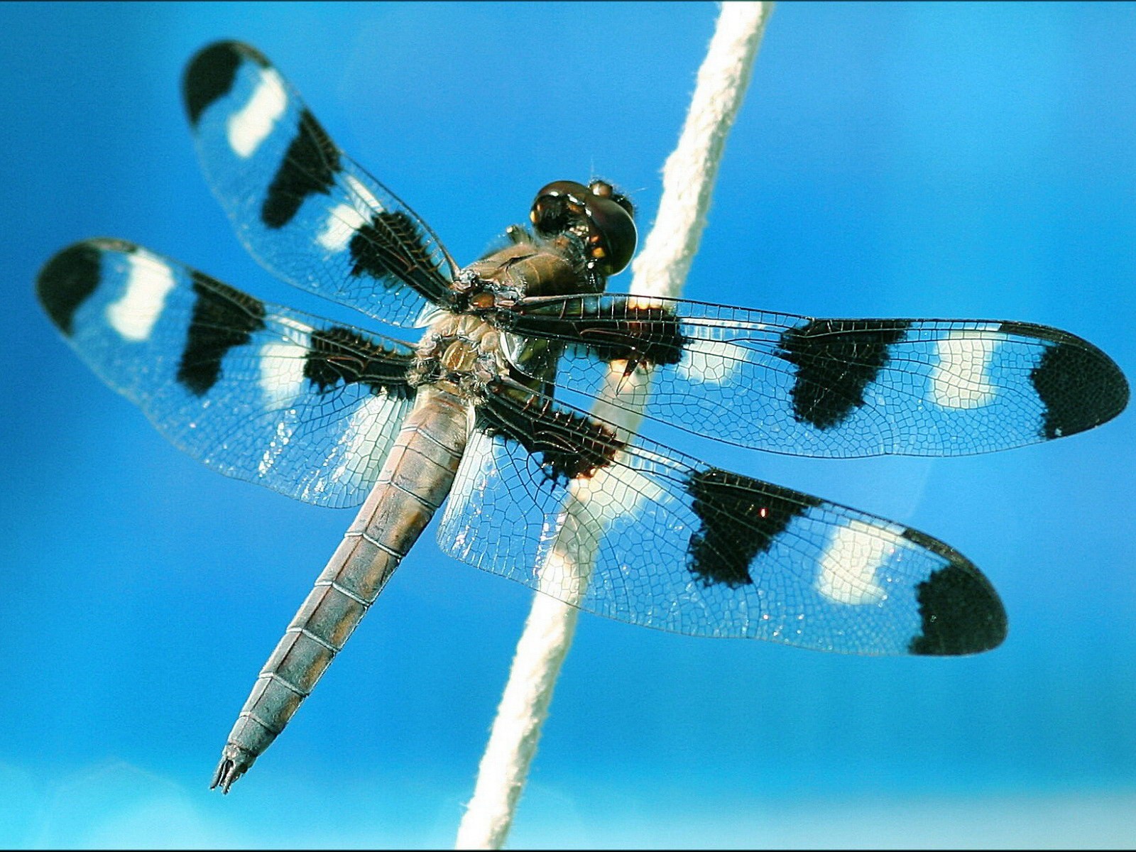 Dragonflies Animals Insect Cyan Macro 1600x1200