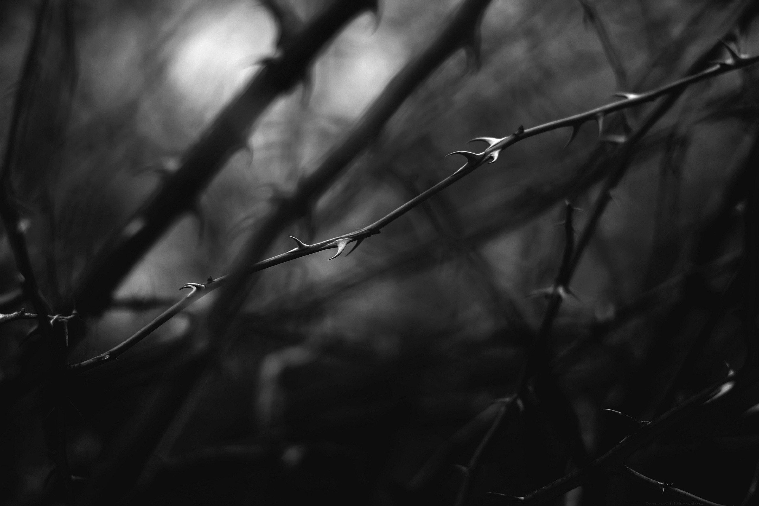 Monochrome Macro Nature Thorns Black 2560x1707