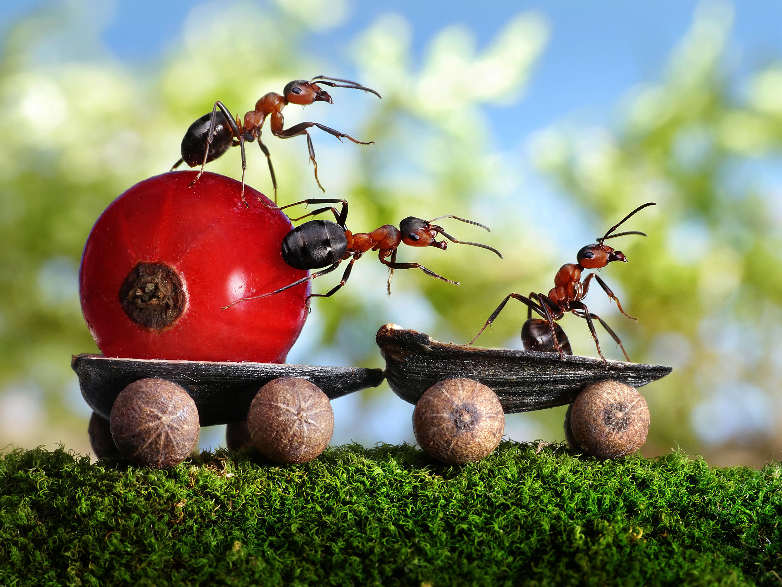 Nature Insect Macro Depth Of Field Photoshop Seeds Fruit Ants Red Currant Moss 2500x1877