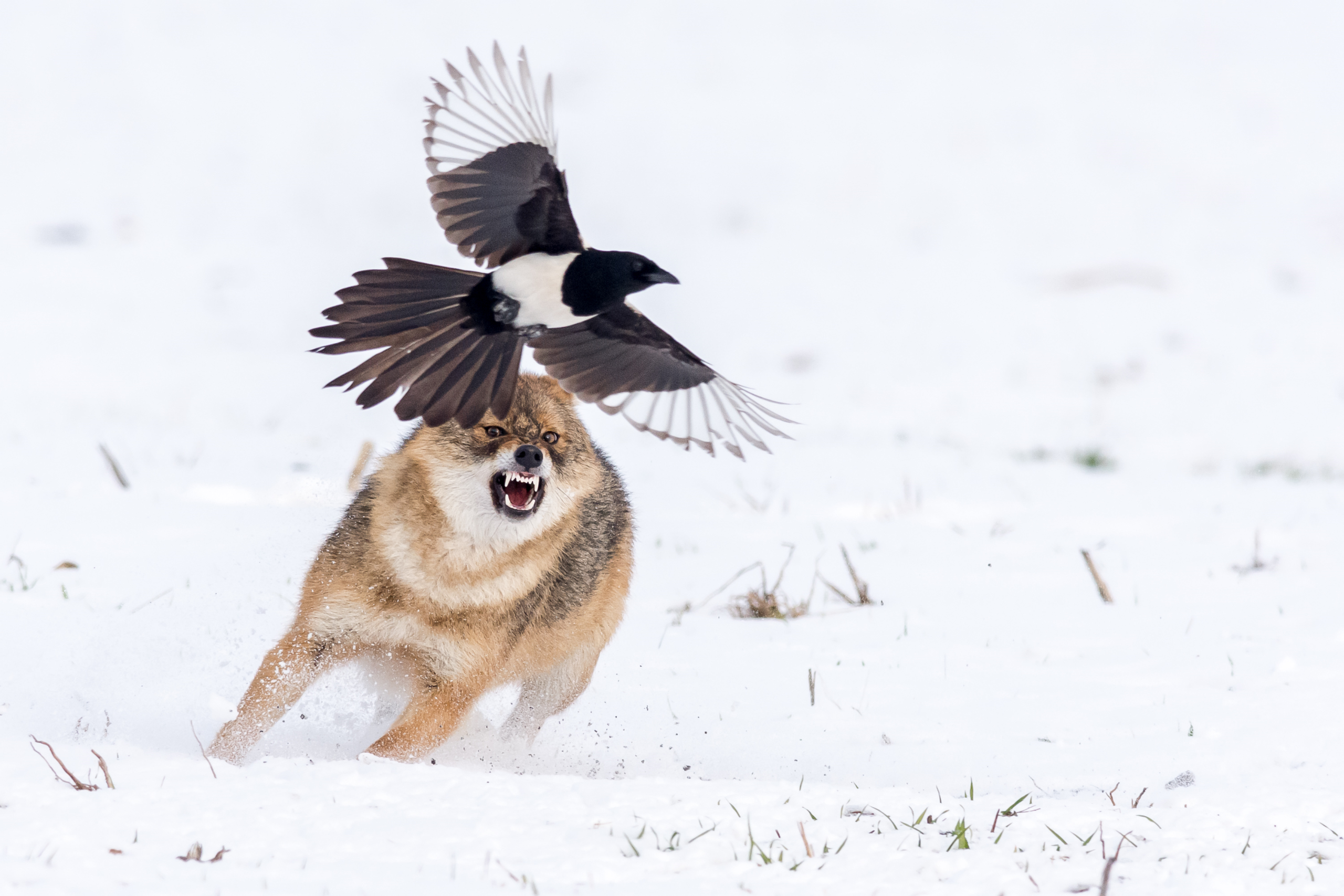 Animals Nature Wildlife Birds Wolf European Magpie 2560x1707