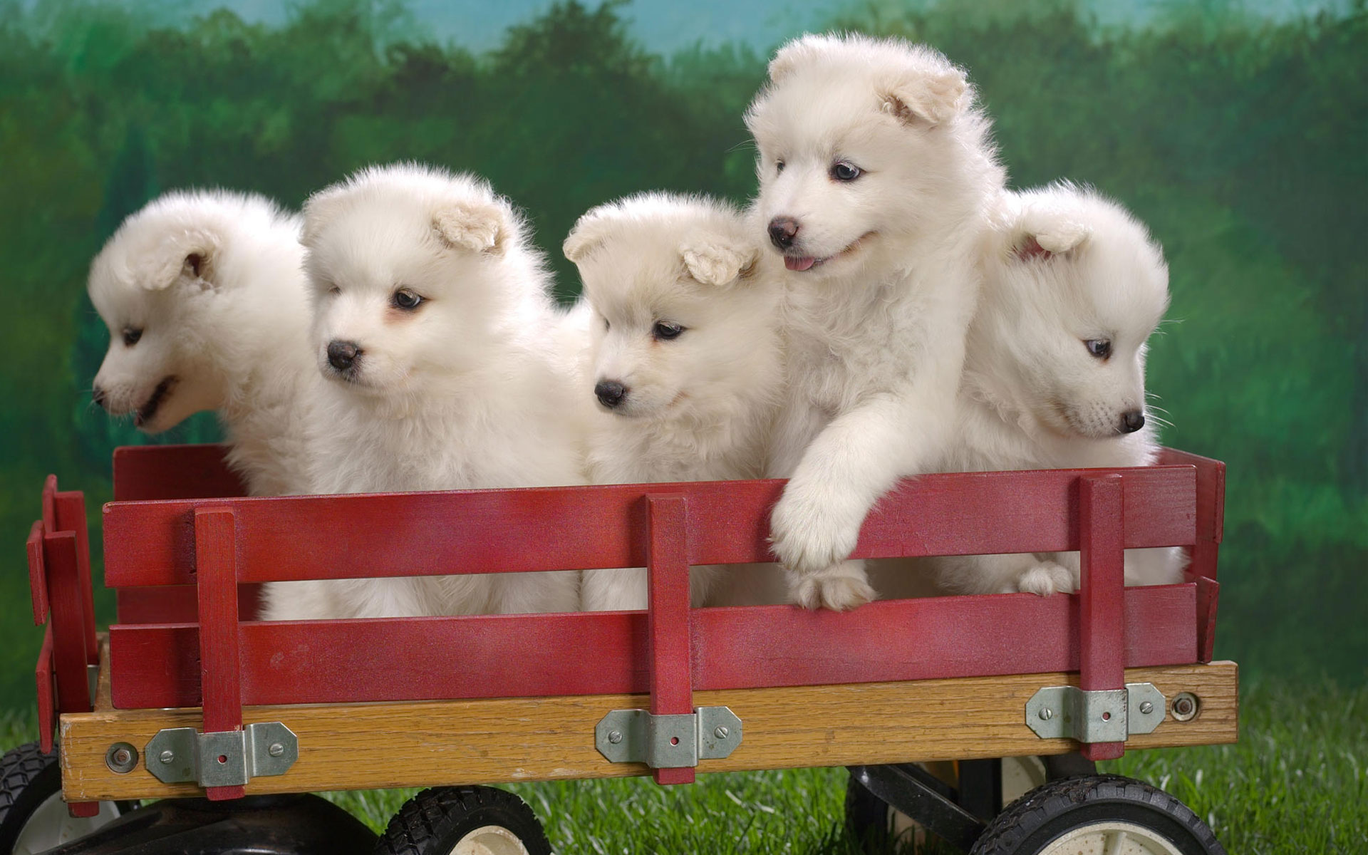 Dog Puppy Cute Animal Wagon 1920x1200