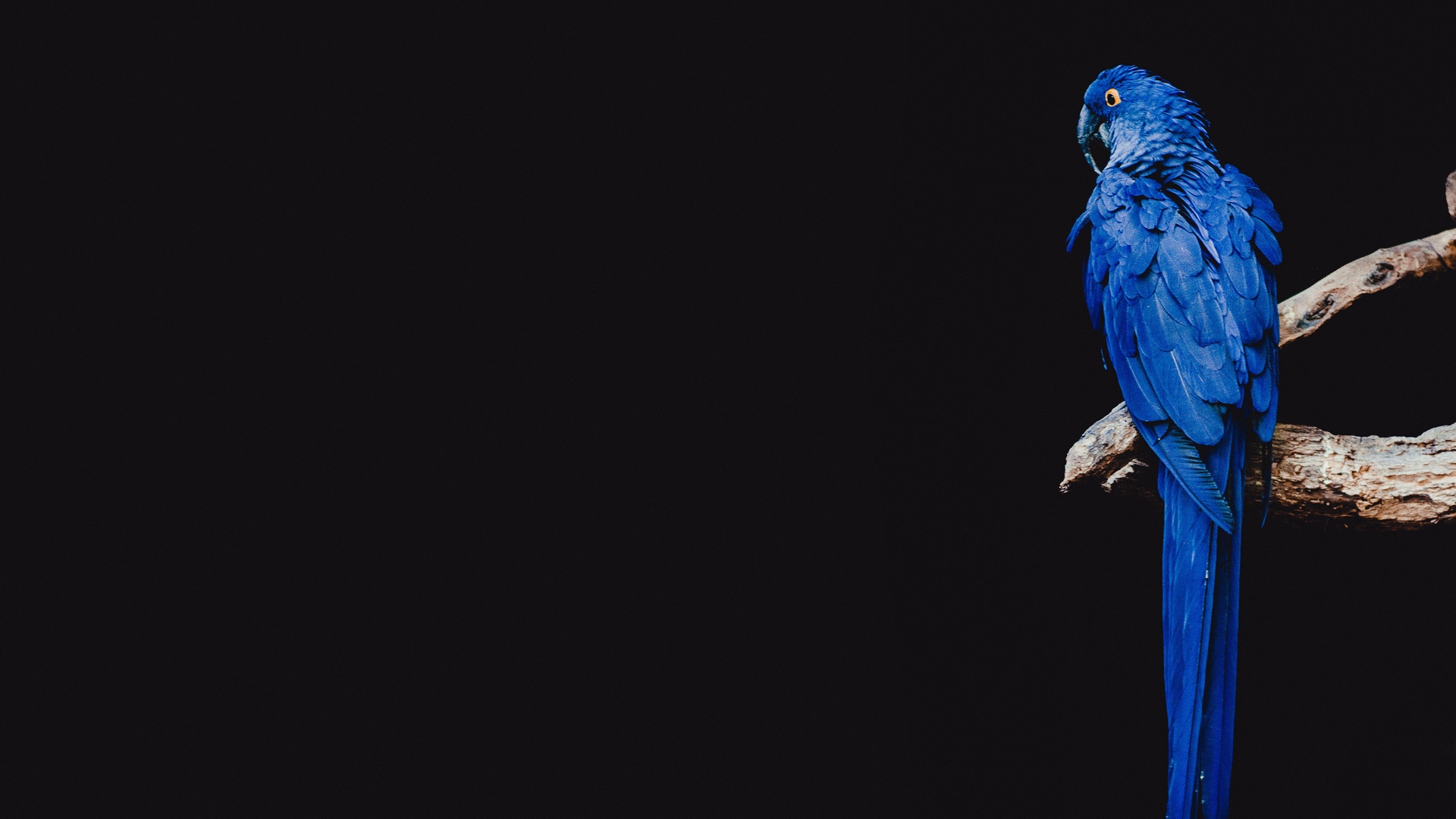 Animals Birds Macaws Blue Branch Minimalism 1920x1080