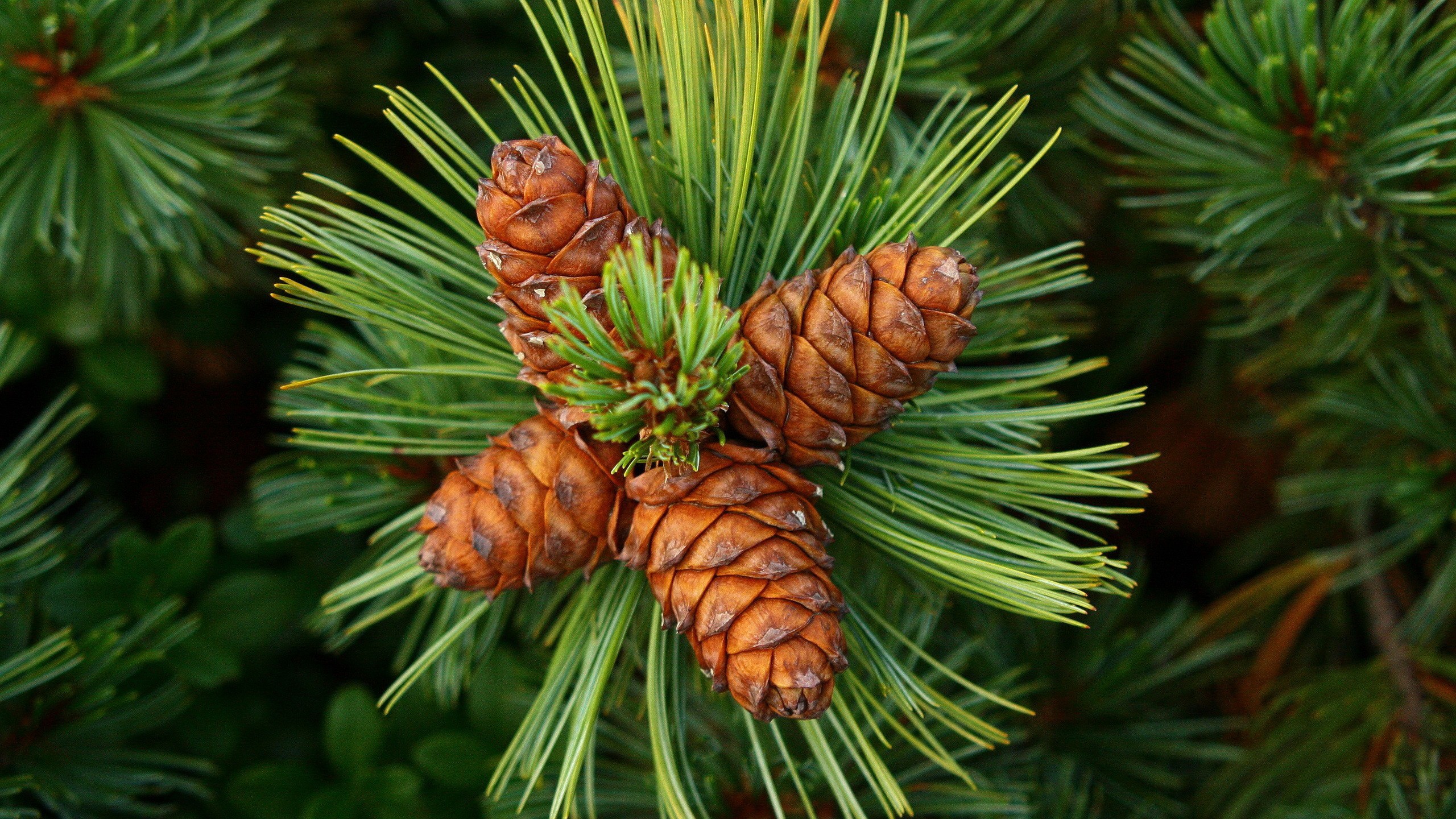 Nature Green Forest Clearing Pine Cones Pine Trees Macro 2560x1440