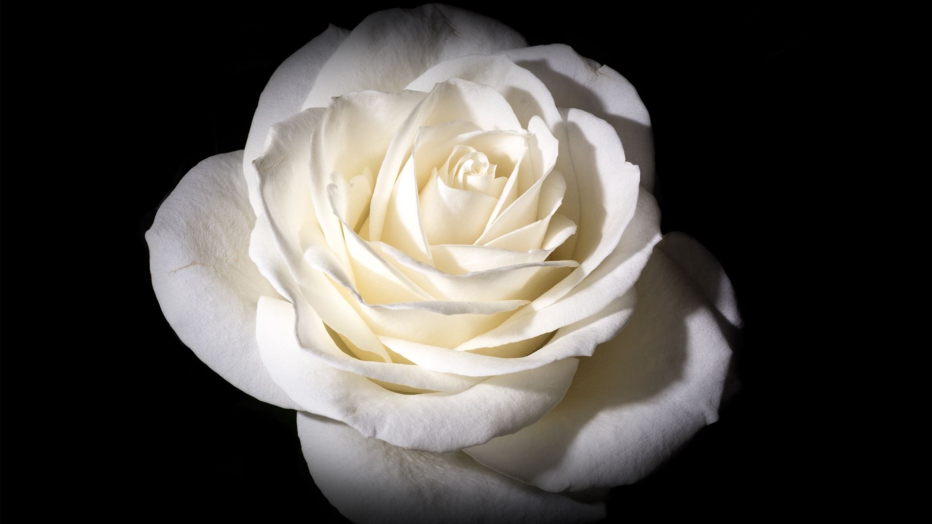 Earth Flower Rose White Rose White Flower 1920x1080