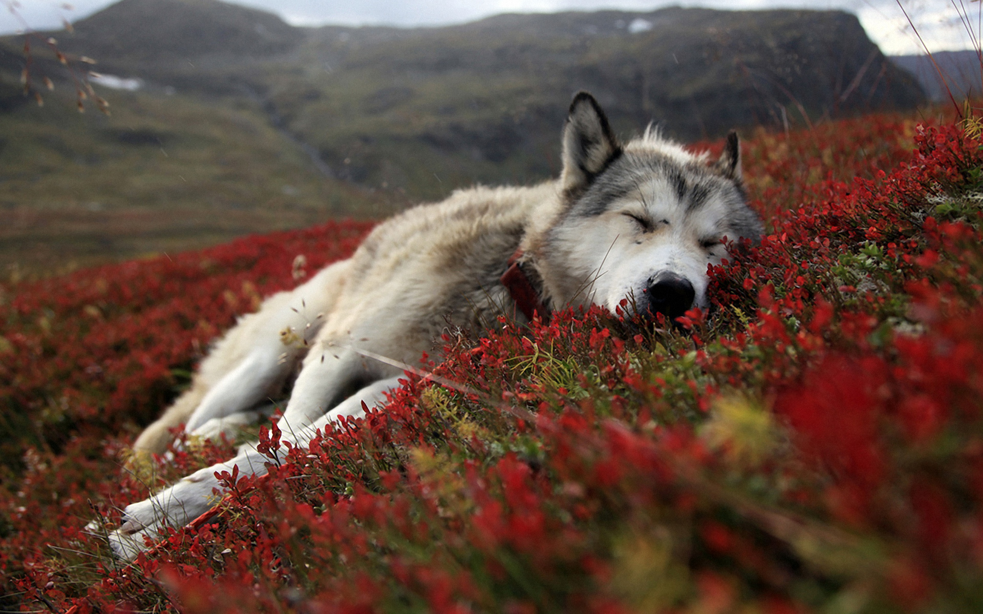 Animal Wolf Alaska Tundra Dog 1920x1200