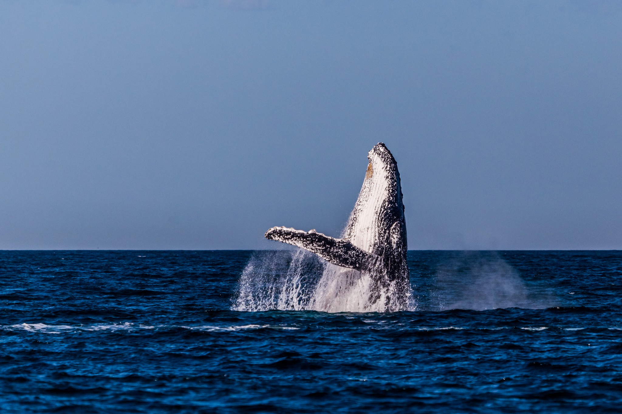 Humpback Whale Whale Ocean Horizon 2048x1365