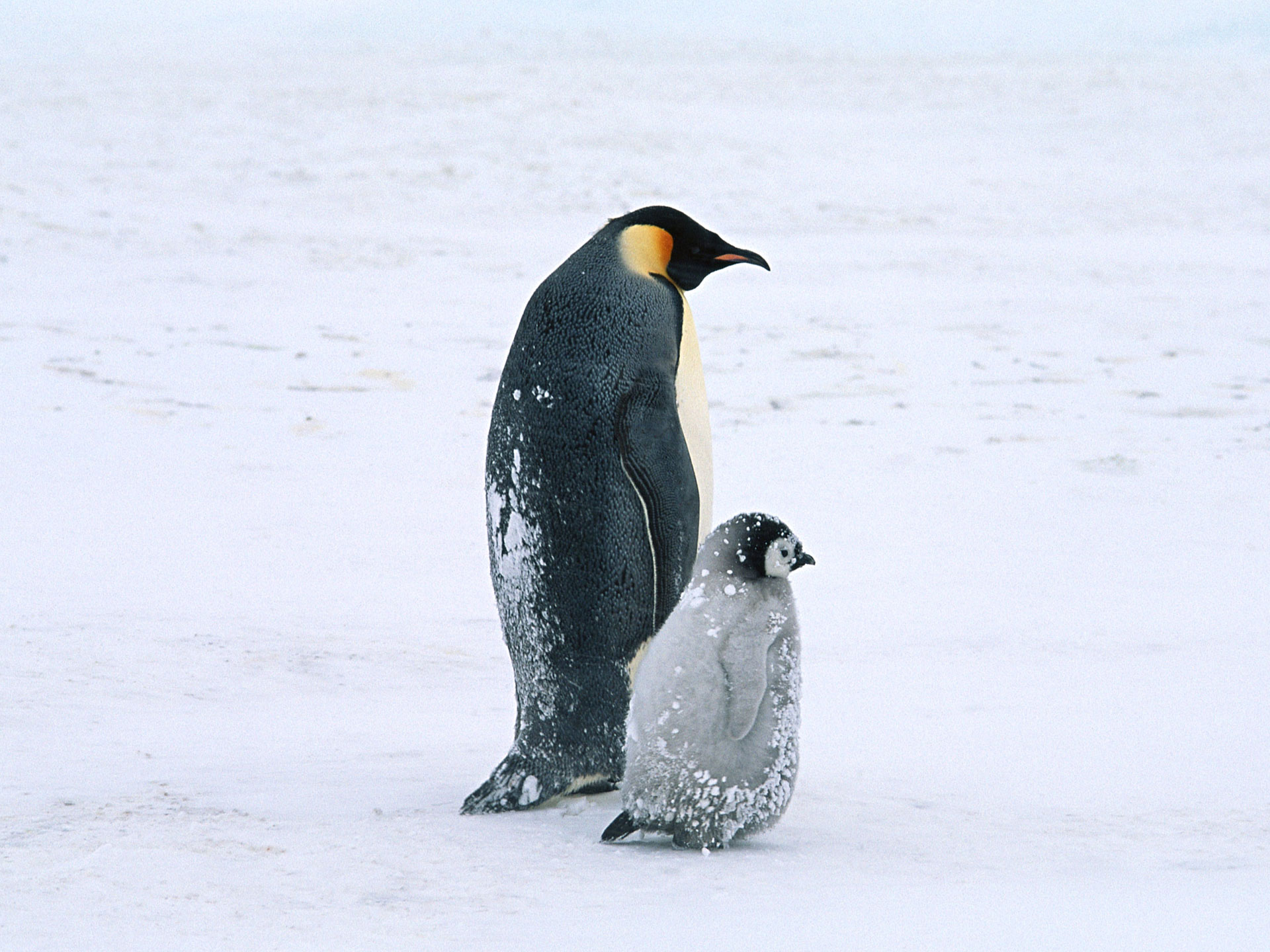 Animal Penguin Emperor Penguin Chick Winter Bird Nature Earth 1920x1440