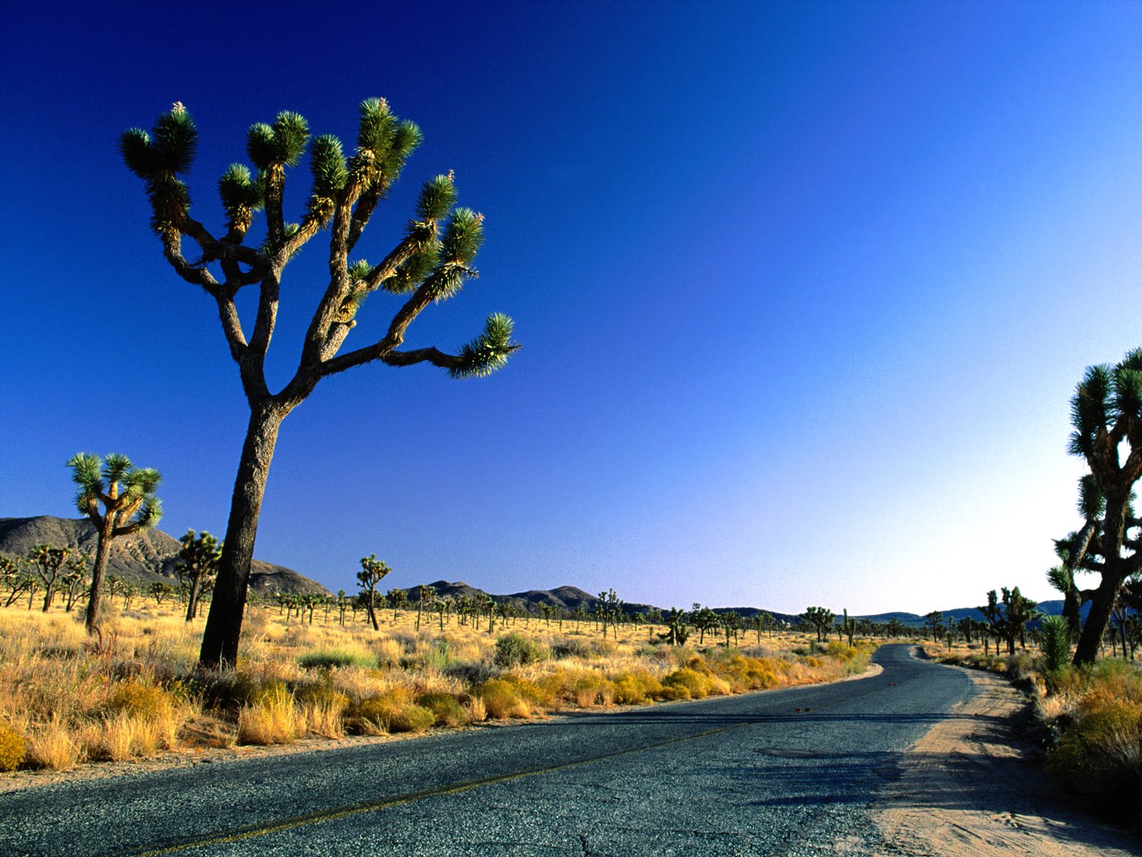 Desert Road Cactus 1600x1200